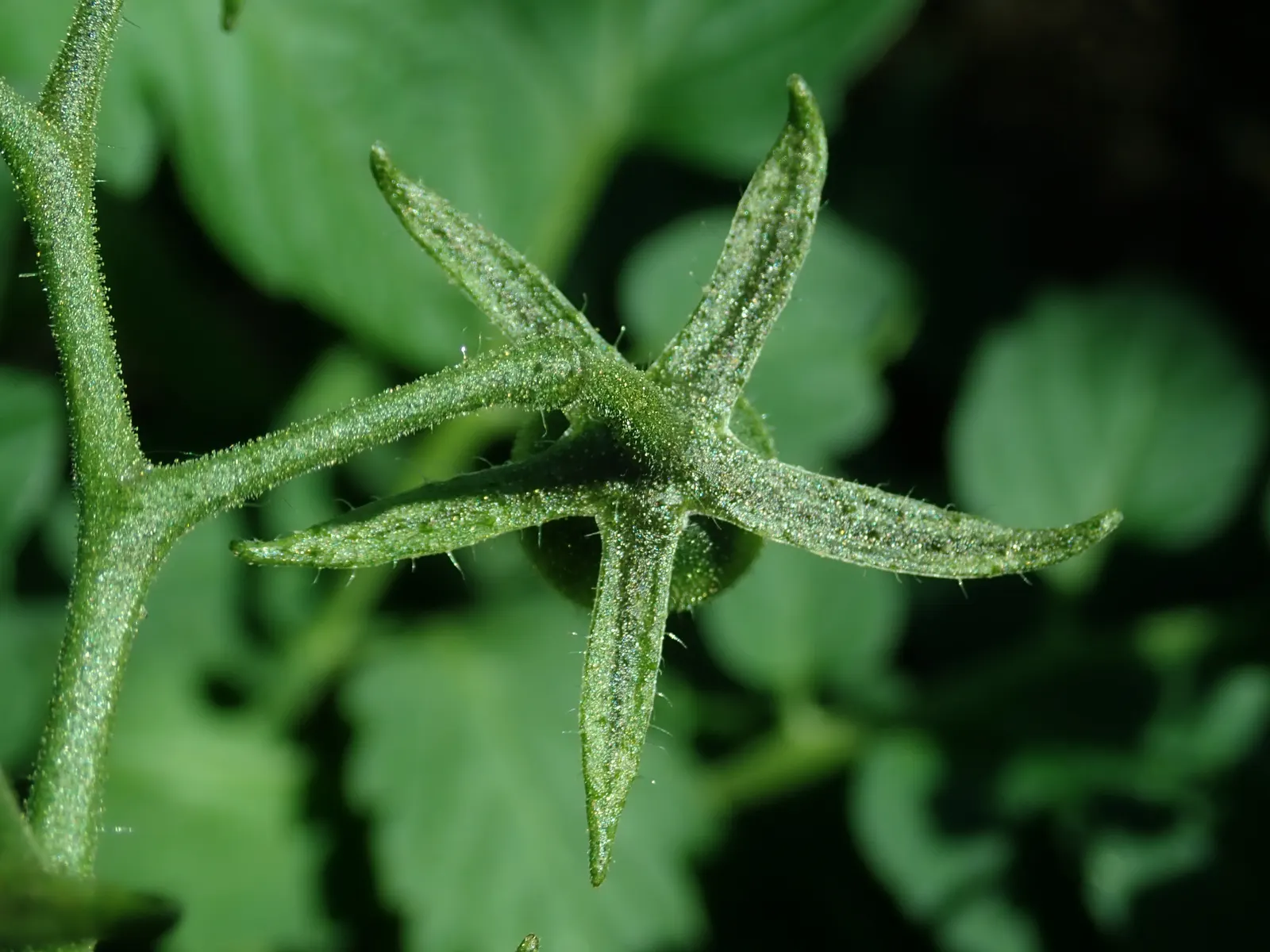Cherry Tomato (Solanum Lycopersicum Var. Cerasiforme) — offering an aesthetic and flavorful punch to any garden or dish.<br><br>Boasting a bushy, image 40