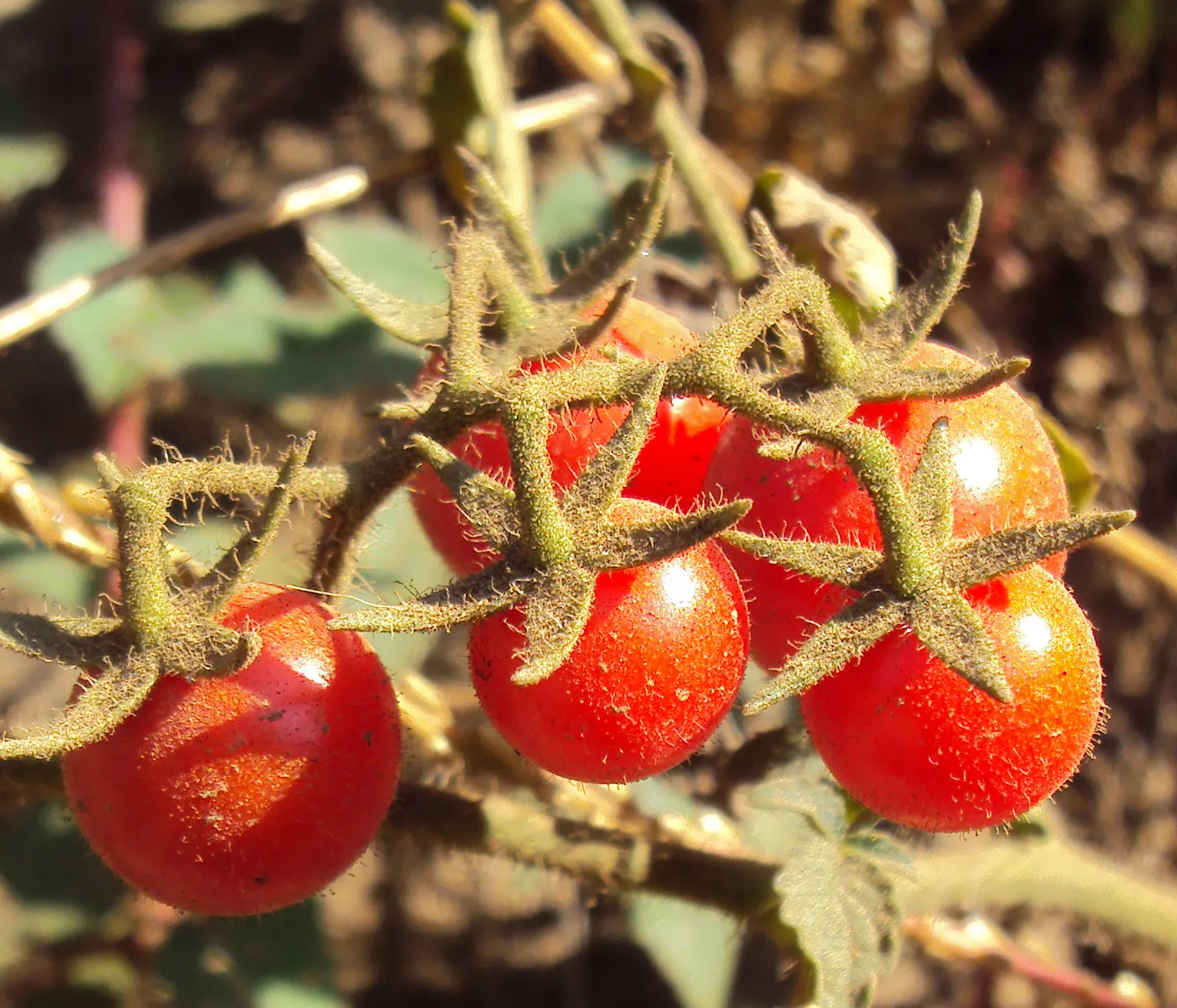Cherry Tomato (Solanum Lycopersicum Var. Cerasiforme) — Thriving in well-drained soil and full sun
