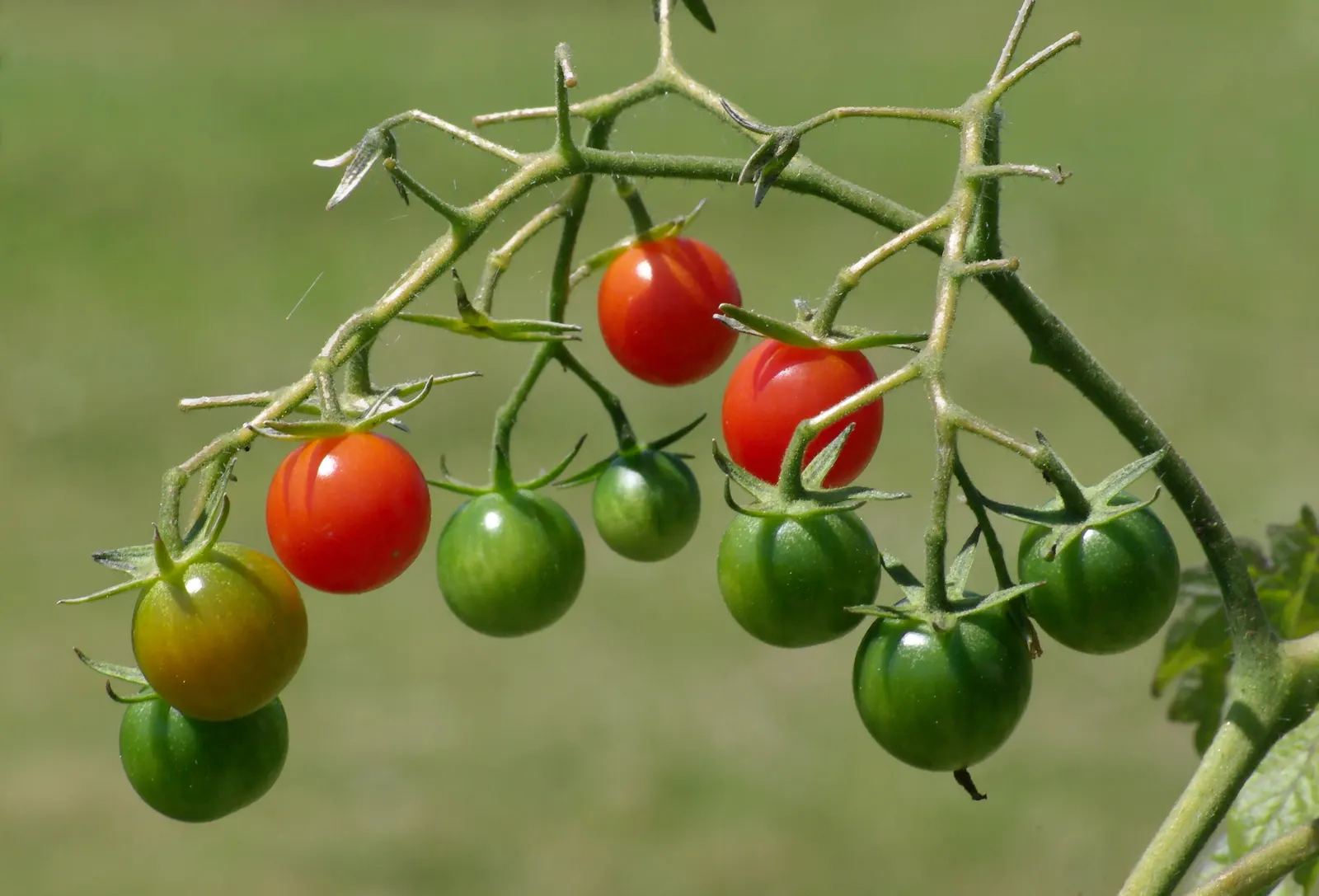Cherry Tomato (Solanum Lycopersicum Var. Cerasiforme) — vegetable with yellow blooms; accentuating its preference for warmth with an ideal temperature range
