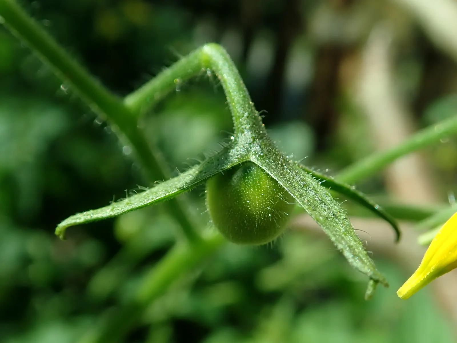 Cherry Tomato (Solanum Lycopersicum Var. Cerasiforme) — offering an aesthetic and flavorful punch to any garden or dish.<br><br>Boasting a bushy growth habit