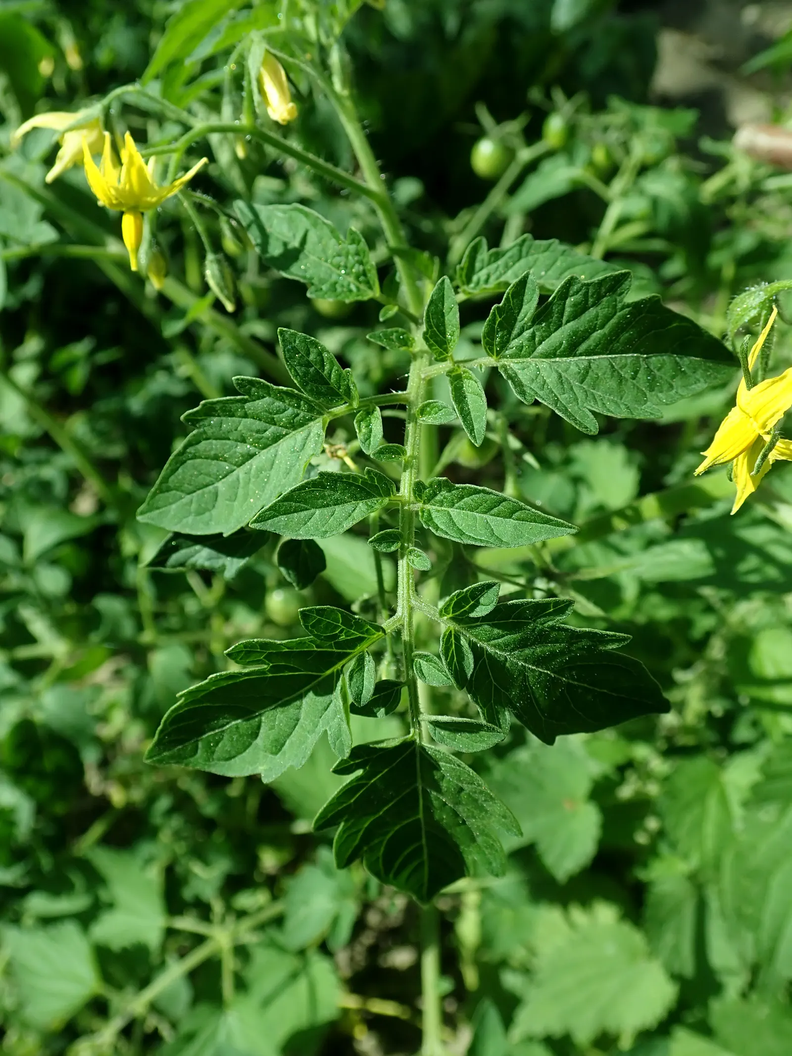 Cherry Tomato (Solanum Lycopersicum Var. Cerasiforme) — yellow flowers in the garden; the Cherry Tomato, or Solanum lycopersicum var