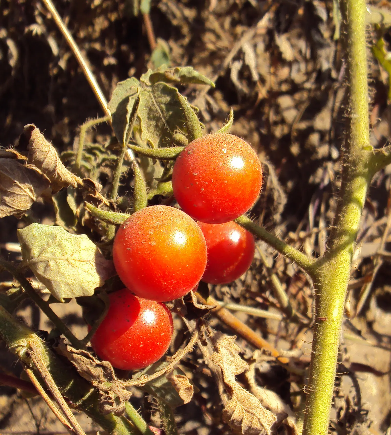 Cherry Tomato (Solanum Lycopersicum Var. Cerasiforme) — this prolific producer flourishes in full sun and well-draining soil; yellow flowers in the garden