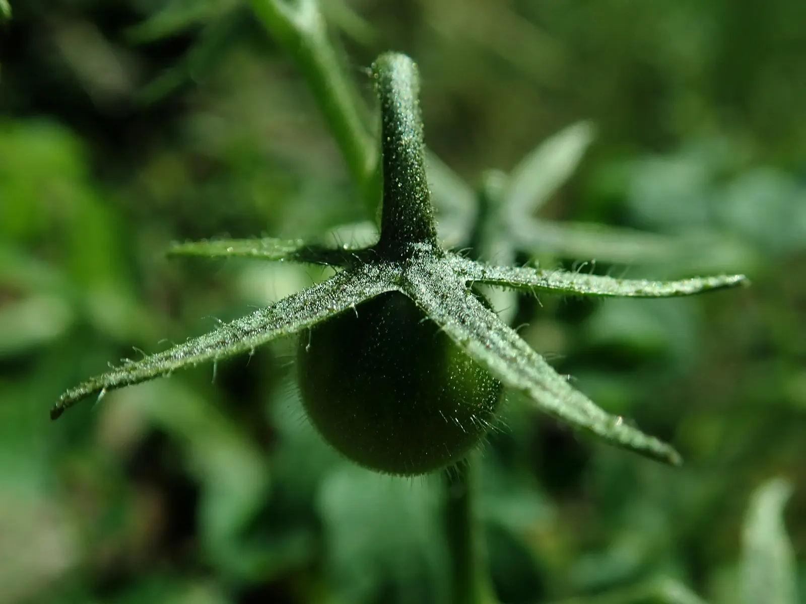 Cherry Tomato (Solanum Lycopersicum Var. Cerasiforme) — Cherry Tomato (Solanum lycopersicum var; this prolific producer offers a bountiful harvest, image 53