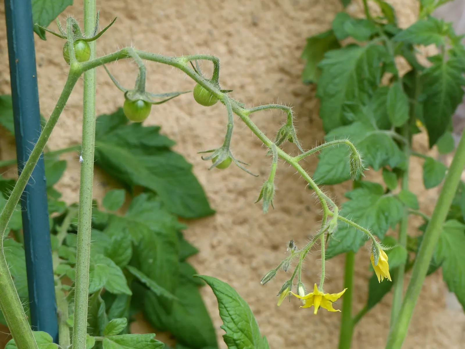 Cherry Tomato (Solanum Lycopersicum Var. Cerasiforme) — Regular watering and fertilization; offering an aesthetic and flavorful punch to any garden, image 73