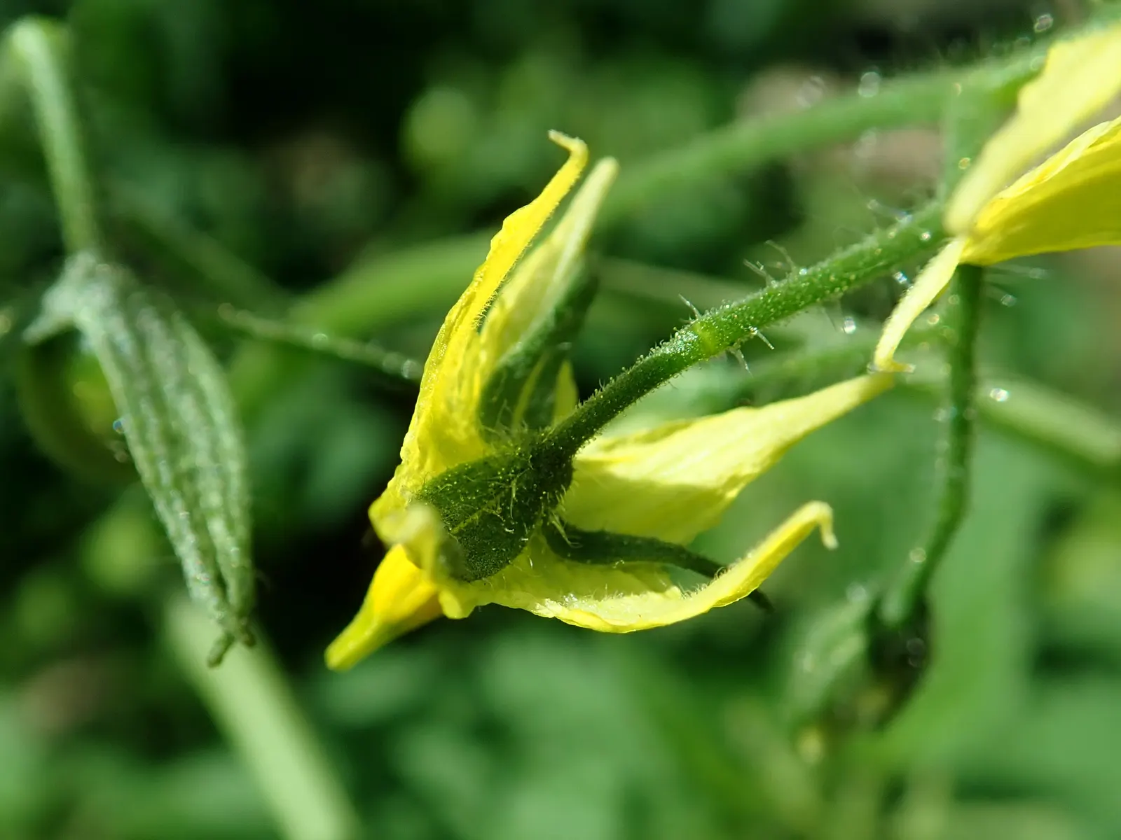 Cherry Tomato (Solanum Lycopersicum Var. Cerasiforme) — this prolific producer offers a bountiful harvest throughout the growing season; vegetable with yellow