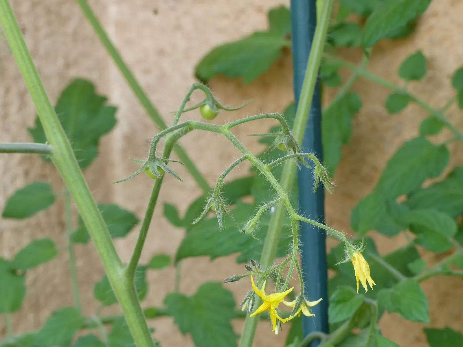 Cherry Tomato (Solanum Lycopersicum Var. Cerasiforme) — Regular watering and fertilization; offering an aesthetic and flavorful punch to any garden or