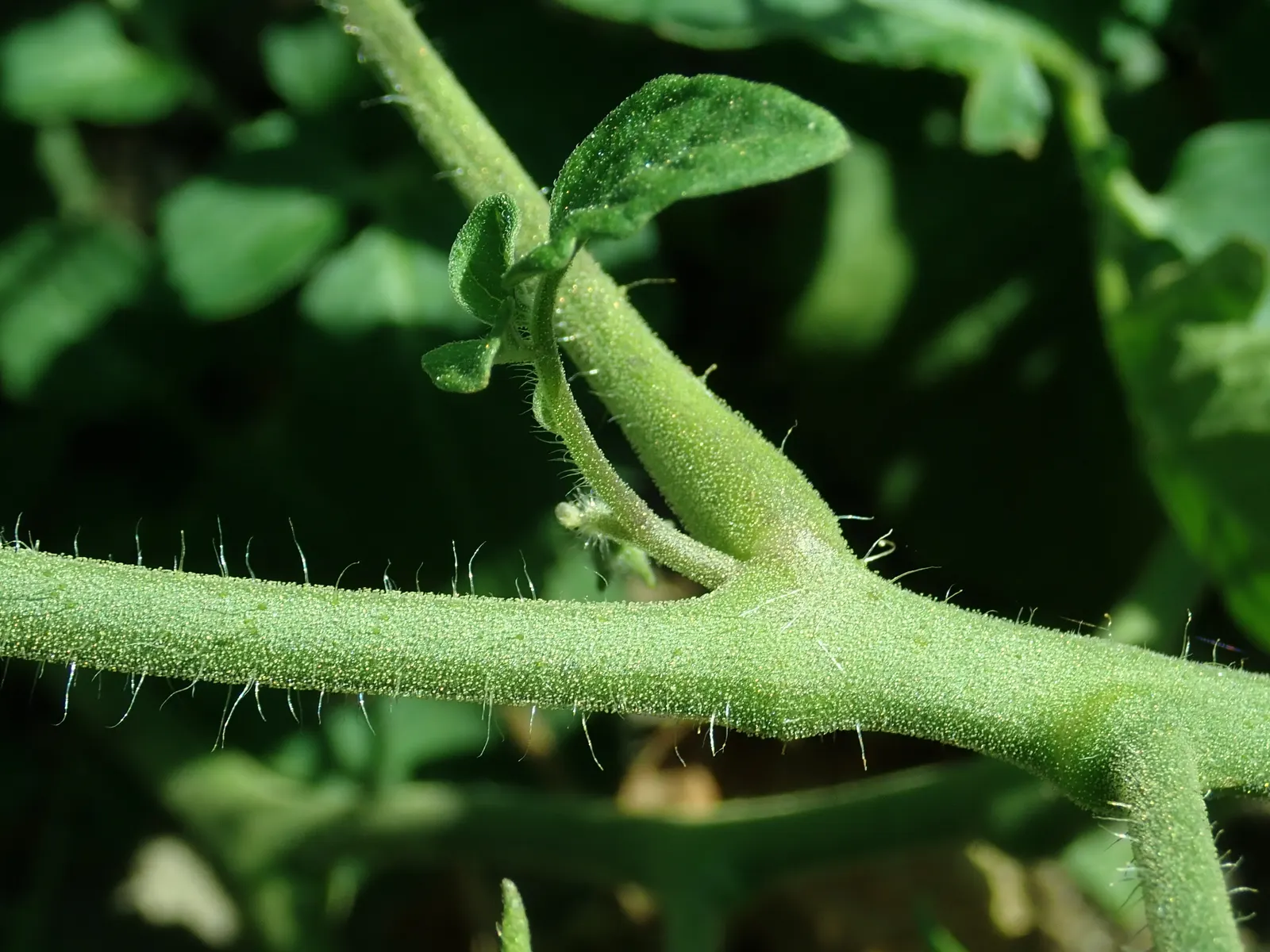 Cherry Tomato (Solanum Lycopersicum Var. Cerasiforme) — Cherry Tomato (Solanum lycopersicum var
