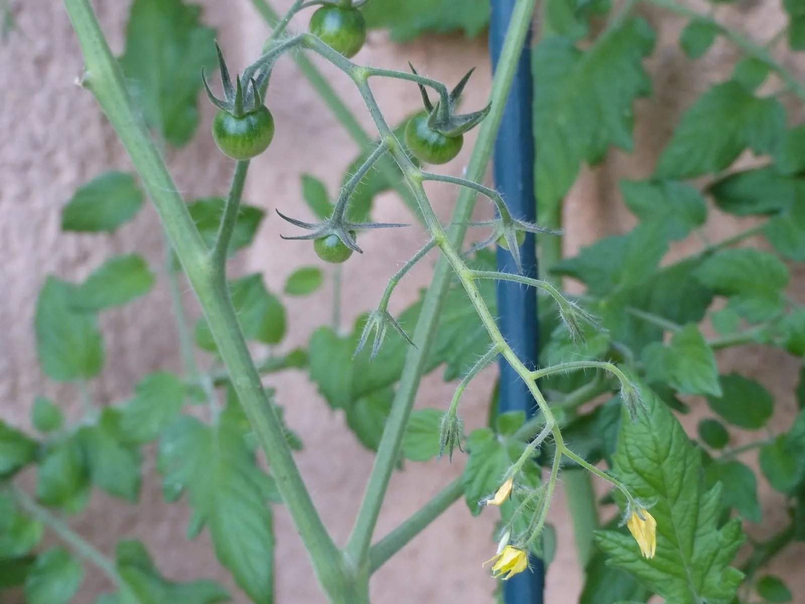 Cherry Tomato (Solanum Lycopersicum Var. Cerasiforme) — Ideal for container planting and garden beds; its vibrant red tomatoes add a burst of color, image 83