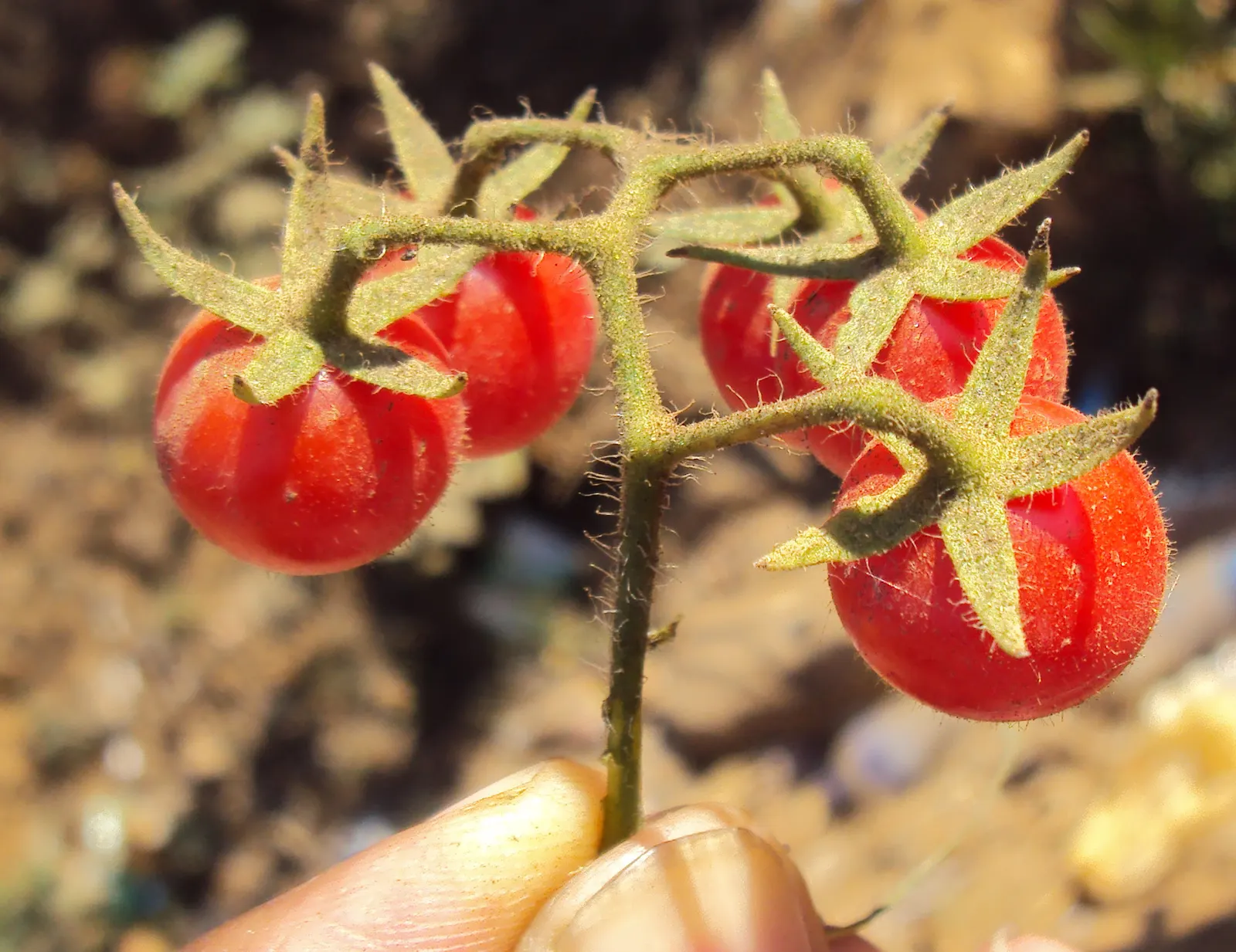 Cherry Tomato (Solanum Lycopersicum Var. Cerasiforme) — reaching heights of 4 to 6 feet; tangy flavor to the landscape palette