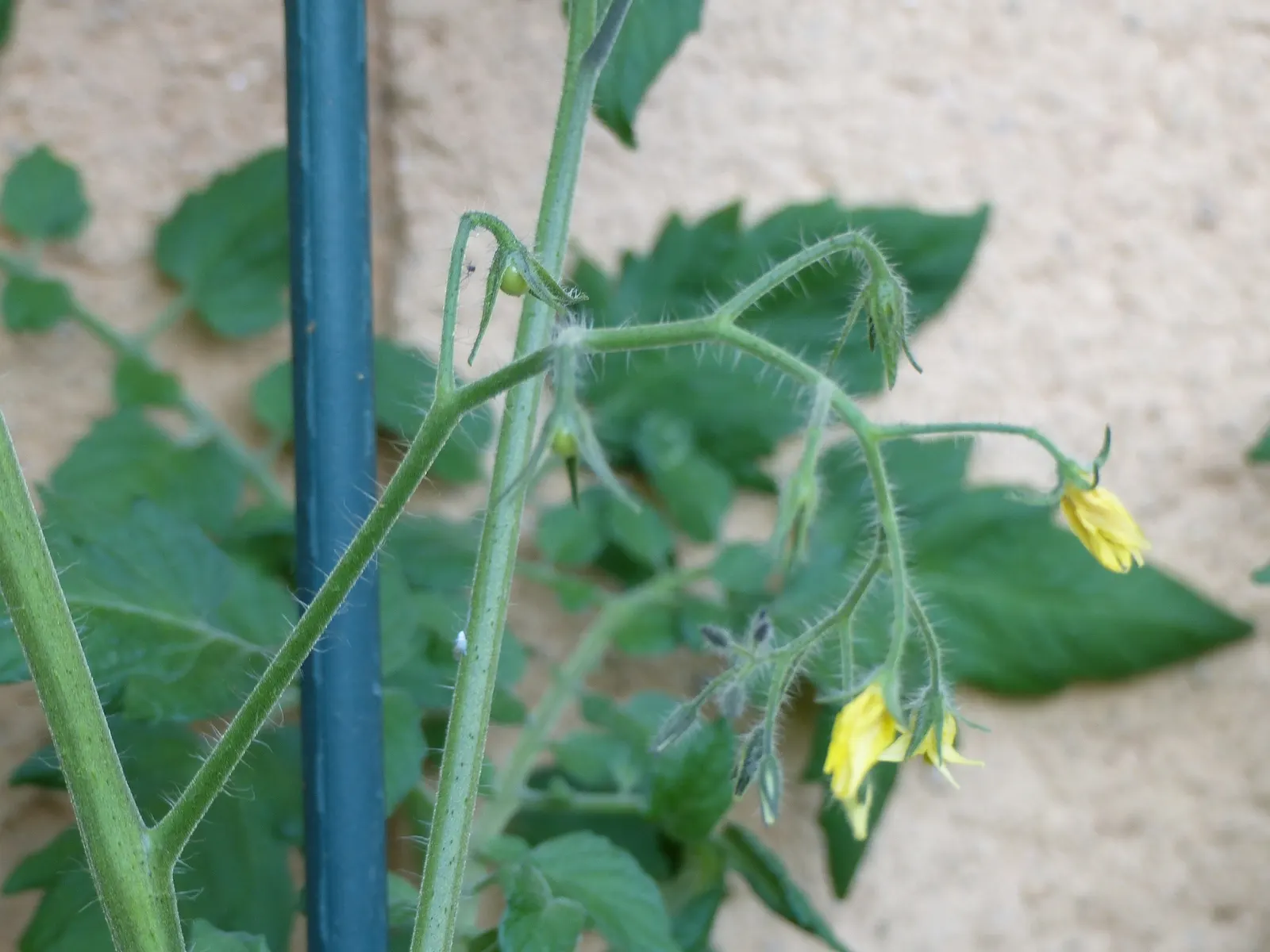 Cherry Tomato (Solanum Lycopersicum Var. Cerasiforme) — Cherry Tomato (Solanum lycopersicum var; this prolific producer offers a bountiful harvest, image 79