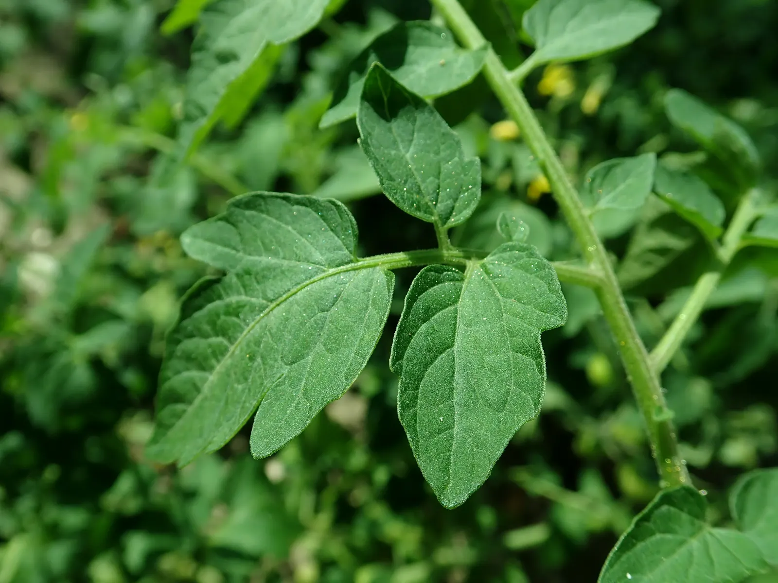Cherry Tomato (Solanum Lycopersicum Var. Cerasiforme) — coupled with vigilance for common pests and diseases like tomato hornworms and blight