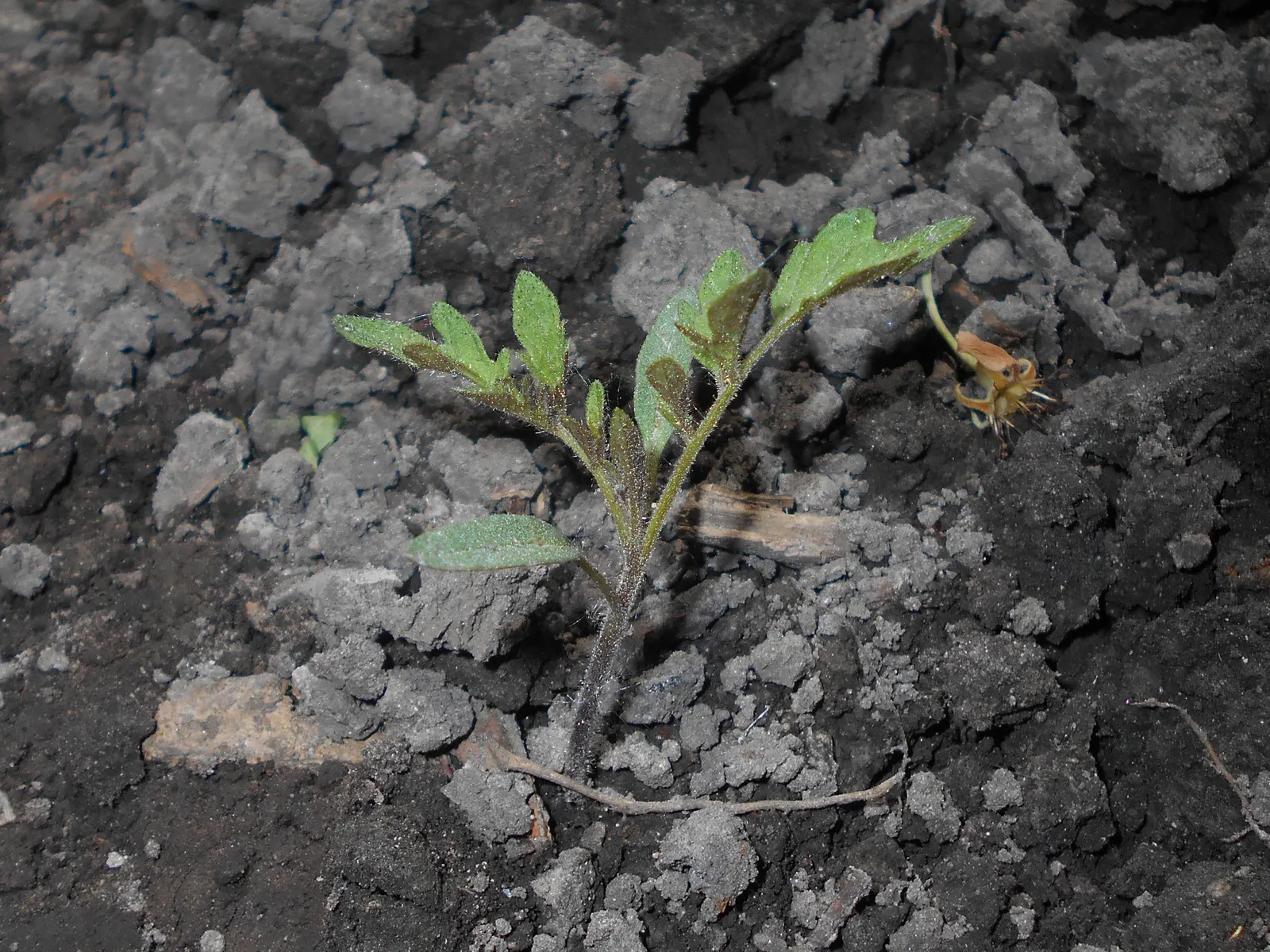 Cherry Tomato (Solanum Lycopersicum Var. Cerasiforme) — Space plants 24-36 inches apart for optimal growth