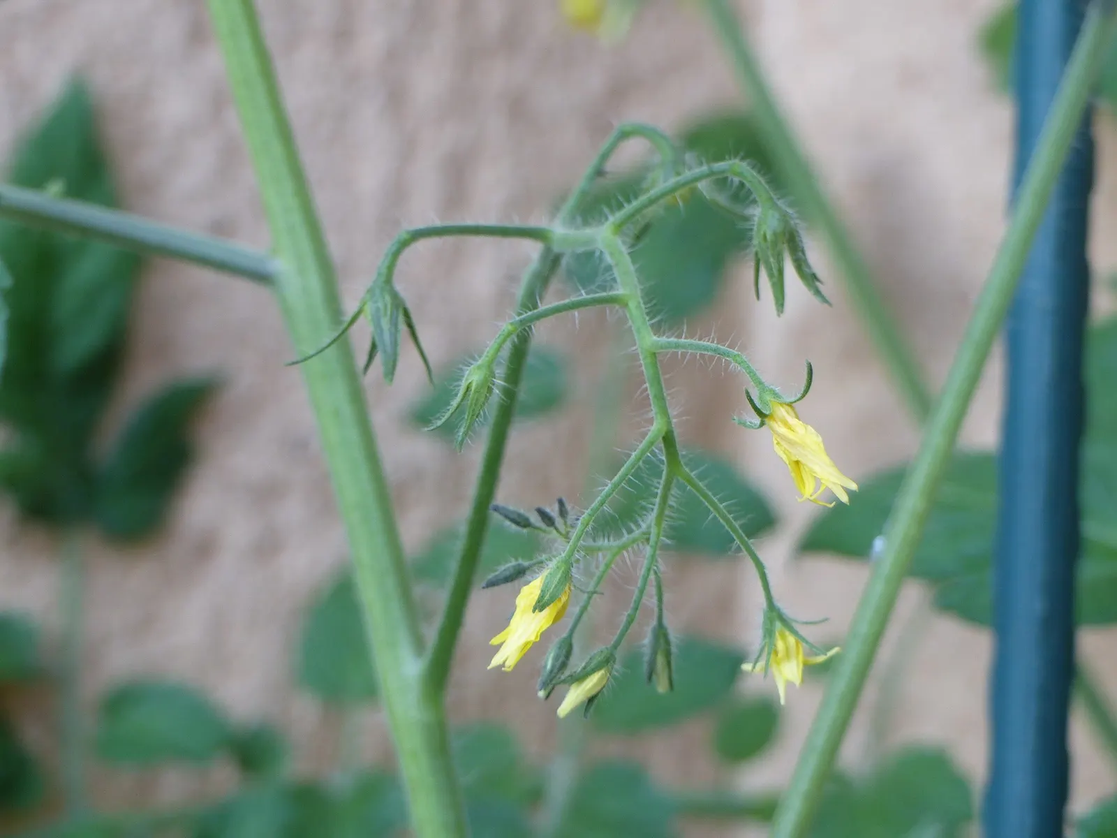 Cherry Tomato (Solanum Lycopersicum Var. Cerasiforme) — vegetable for full or half; ensure a bountiful and wholesome harvest