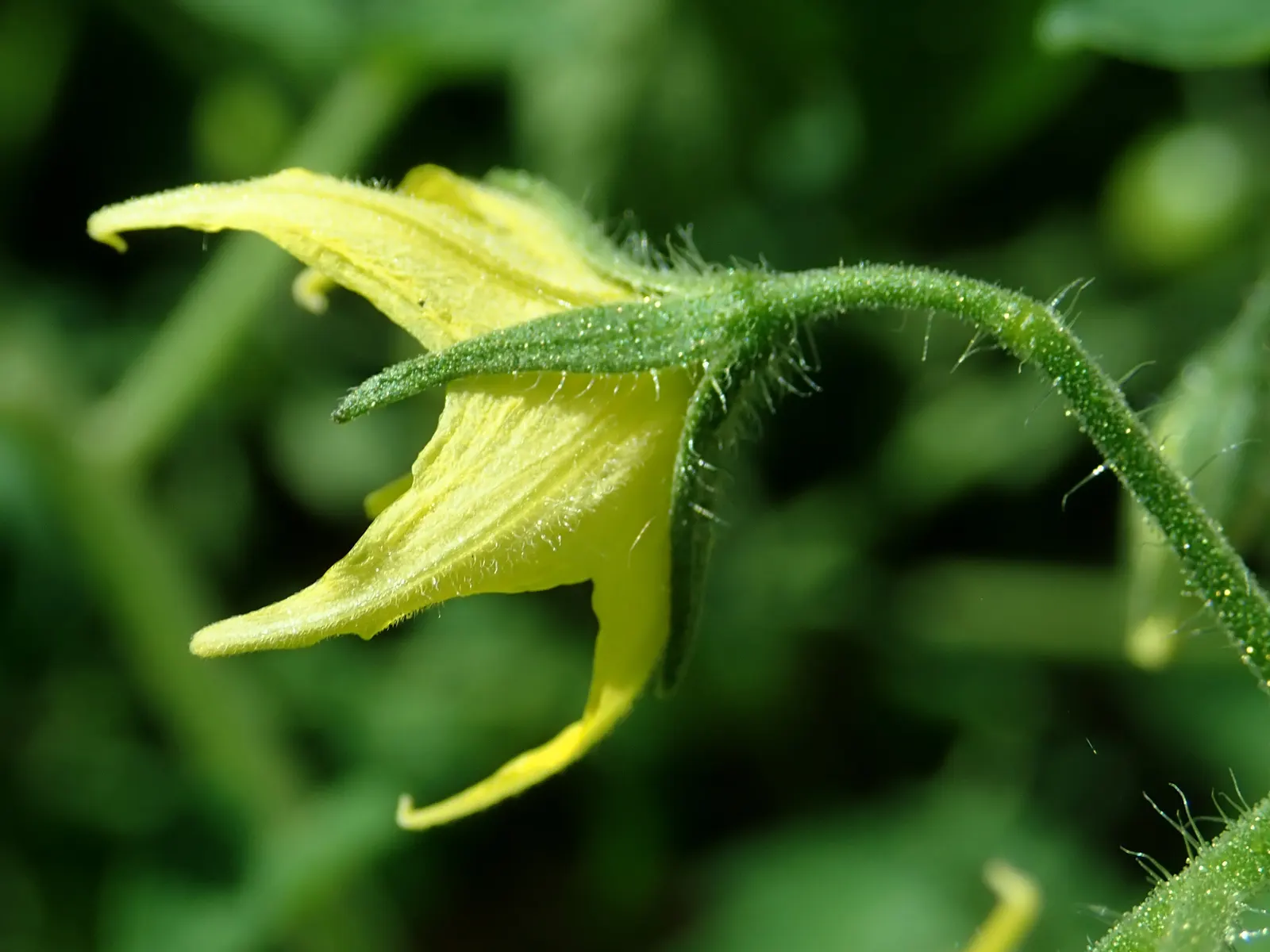 Cherry Tomato (Solanum Lycopersicum Var. Cerasiforme) — tangy flavor to the landscape palette; reaching heights of 4 to 6 feet, image 85