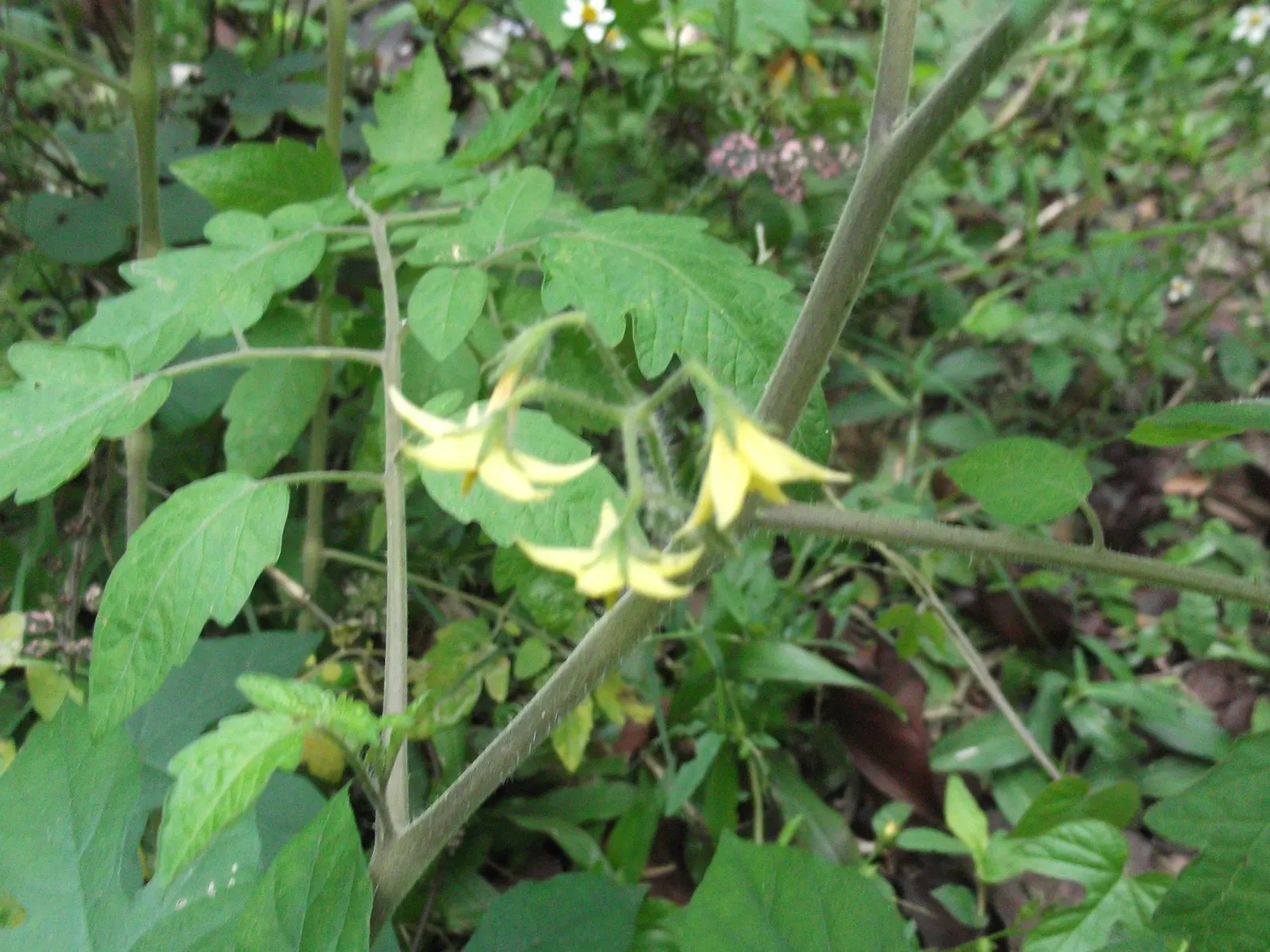 Cherry Tomato (Solanum Lycopersicum Var. Cerasiforme) — ensure a bountiful and wholesome harvest; cerasiforme) is a compact, indeterminate vine bearing small