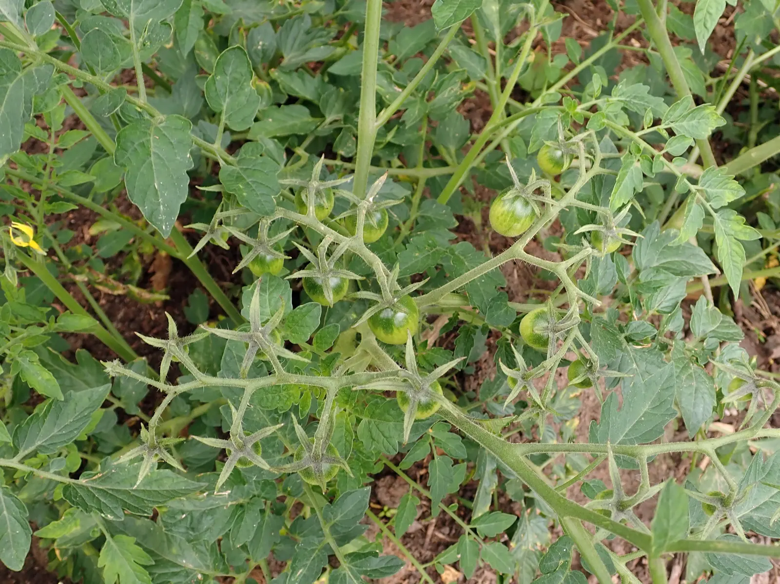 Cherry Tomato (Solanum Lycopersicum Var. Cerasiforme) — accentuating its preference for warmth with an ideal temperature range from 65&deg;F to 75&deg;F; ideal