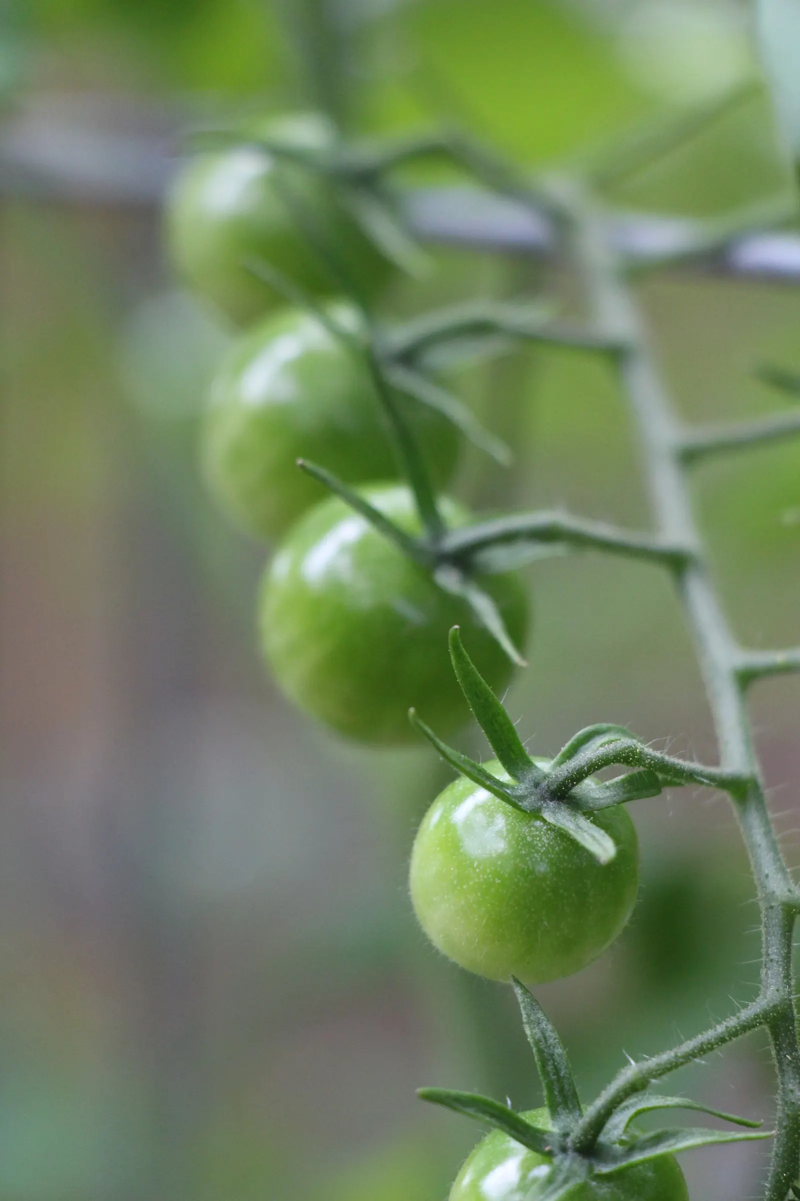 Cherry Tomato (Solanum Lycopersicum Var. Cerasiforme) — Space plants 24-36 inches apart for optimal growth; cherry Tomato (Solanum lycopersicum var, image 60