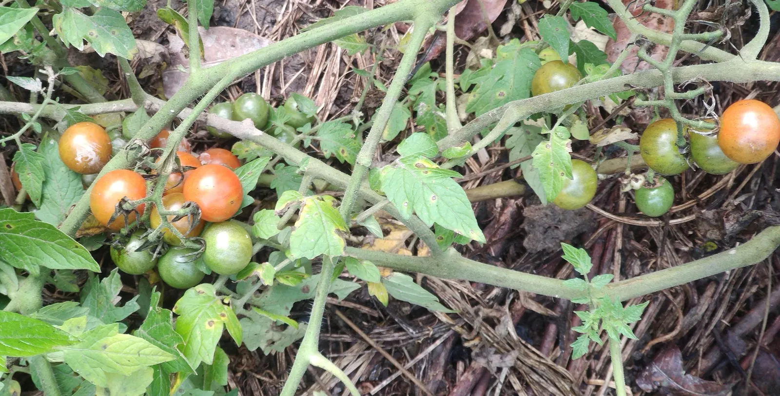 Cherry Tomato (Solanum Lycopersicum Var. Cerasiforme) — With suitable staking or caging; these indeterminate plants grow vertically