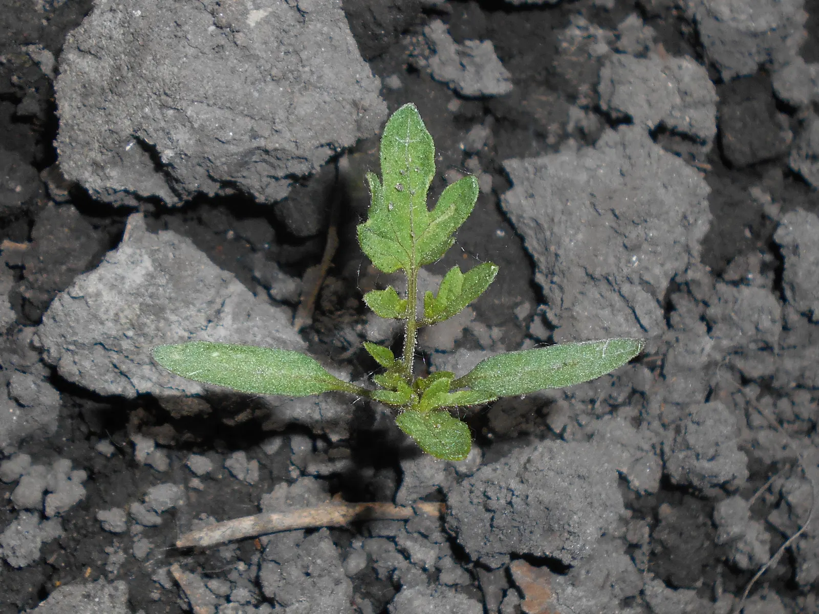Cherry Tomato (Solanum Lycopersicum Var. Cerasiforme) — yellow flowers in the garden