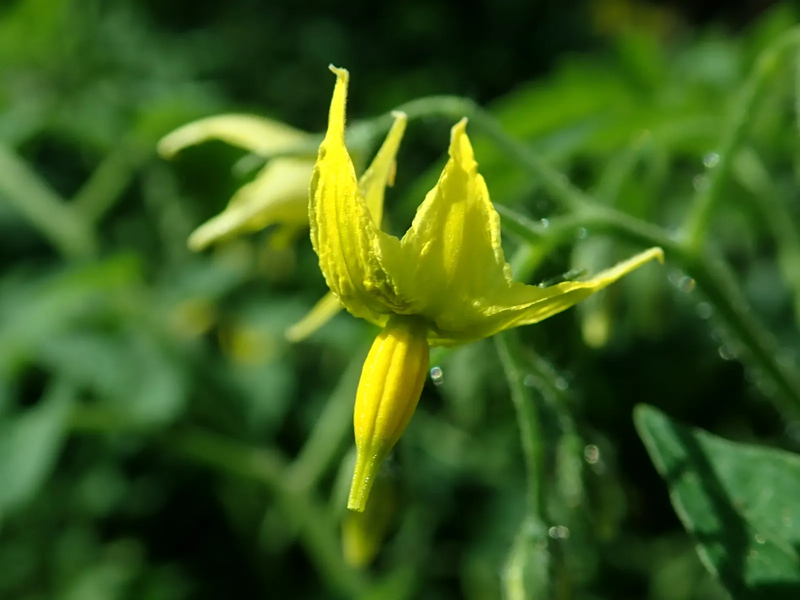 Cherry Tomato (Solanum Lycopersicum Var. Cerasiforme) — offering an aesthetic and flavorful punch to any garden or dish.<br><br>Boasting a bushy, image 66