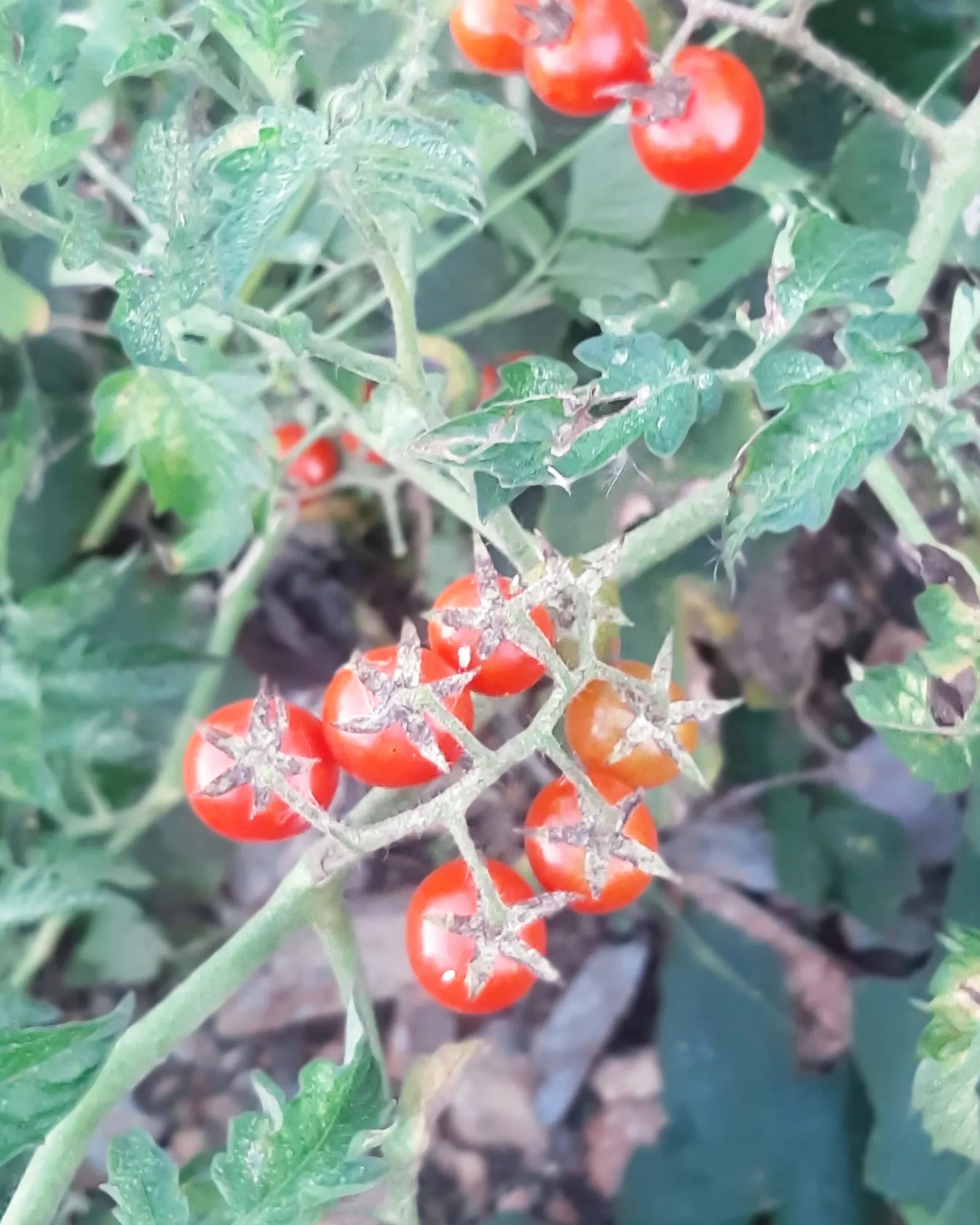 Cherry Tomato (Solanum Lycopersicum Var. Cerasiforme) — revered for its versatility and sweet; coupled with vigilance for common pests and diseases, image 63