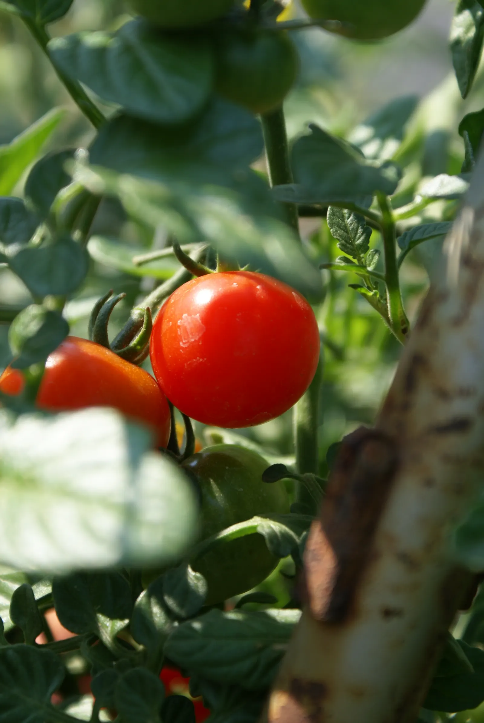 Cherry Tomato (Solanum Lycopersicum Var. Cerasiforme) — ensure a bountiful and wholesome harvest