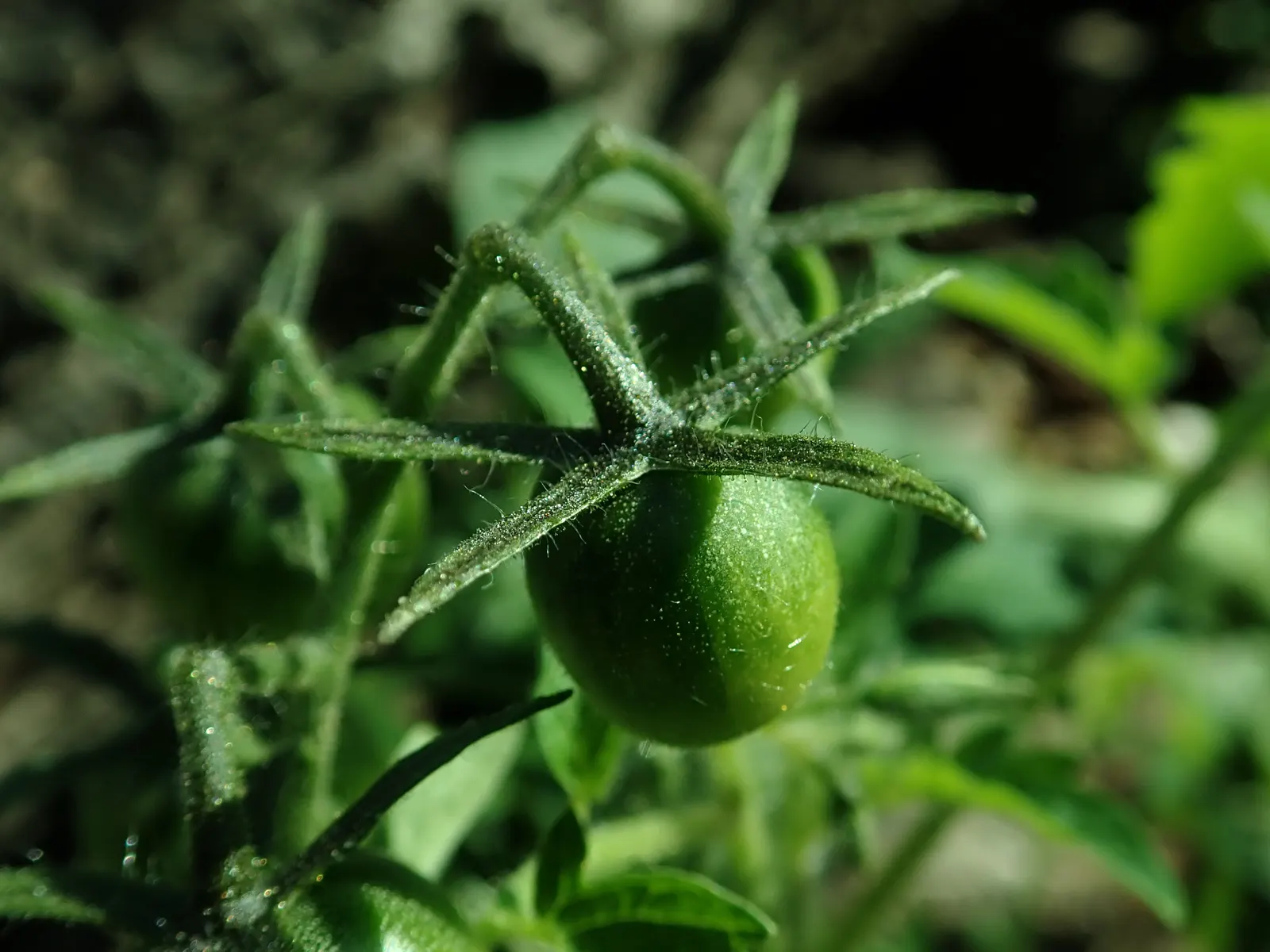 Cherry Tomato (Solanum Lycopersicum Var. Cerasiforme) — tangy flavor to the landscape palette; reaching heights of 4 to 6 feet, image 59