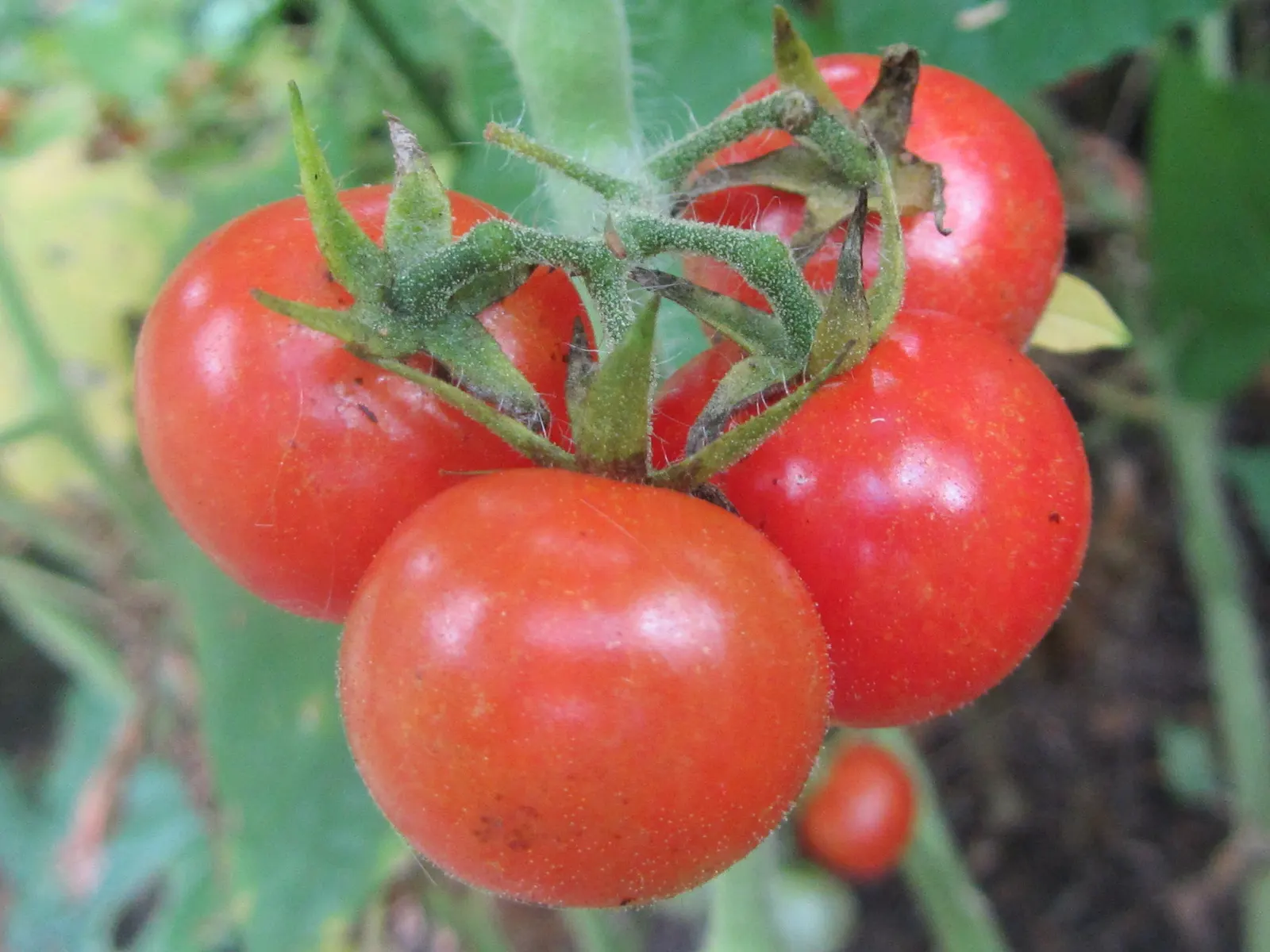 Cherry Tomato (Solanum Lycopersicum Var. Cerasiforme) — these indeterminate plants grow vertically; vegetable for full or half, image 71