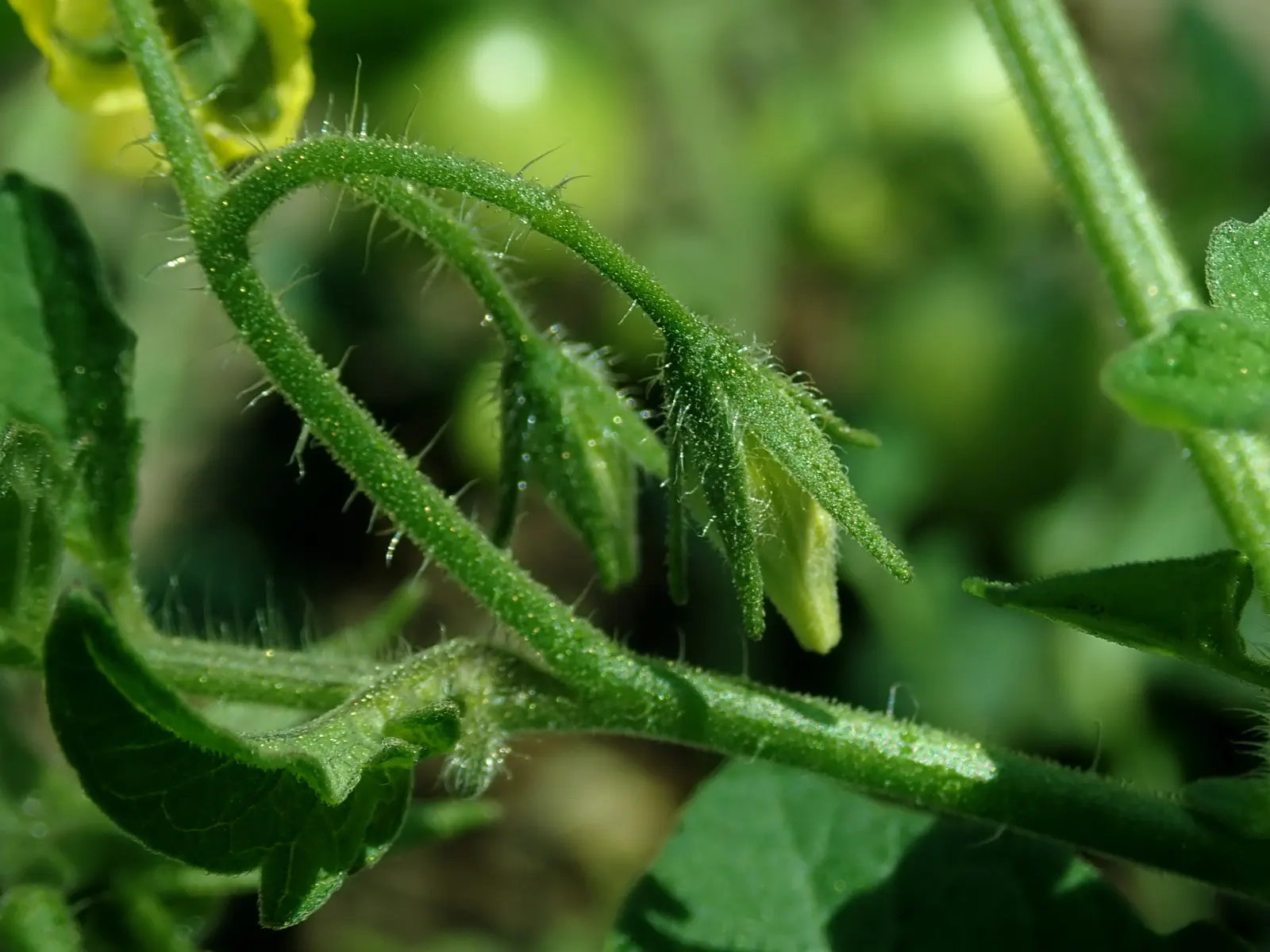 Cherry Tomato (Solanum Lycopersicum Var. Cerasiforme) — ensure a bountiful and wholesome harvest; cerasiforme) is a compact, indeterminate vine, image 75