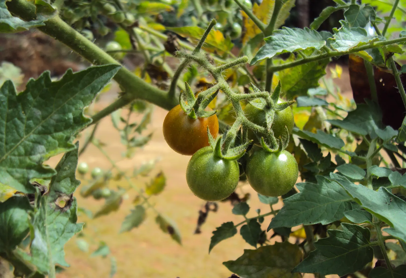 Cherry Tomato (Solanum Lycopersicum Var. Cerasiforme) — coupled with vigilance for common pests and diseases like tomato hornworms and blight, image 74