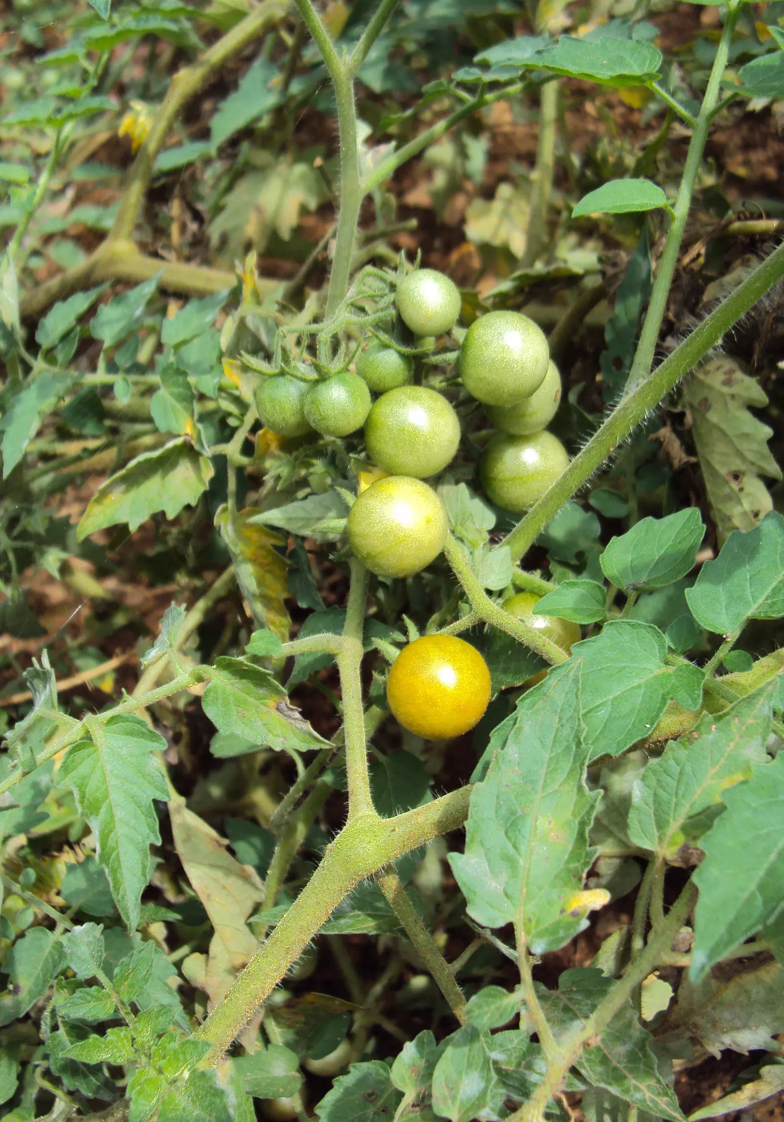 Cherry Tomato (Solanum Lycopersicum Var. Cerasiforme) — Thriving in well-drained soil and full sun; with suitable staking or caging, image 81