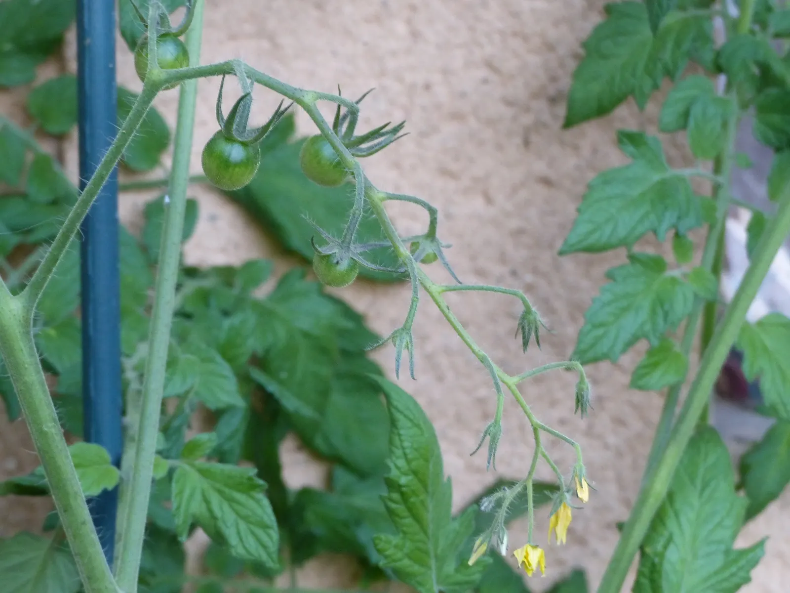 Cherry Tomato (Solanum Lycopersicum Var. Cerasiforme) — cerasiforme) is a compact, indeterminate vine bearing small, rounded fruits roughly 1-1.5 inches in