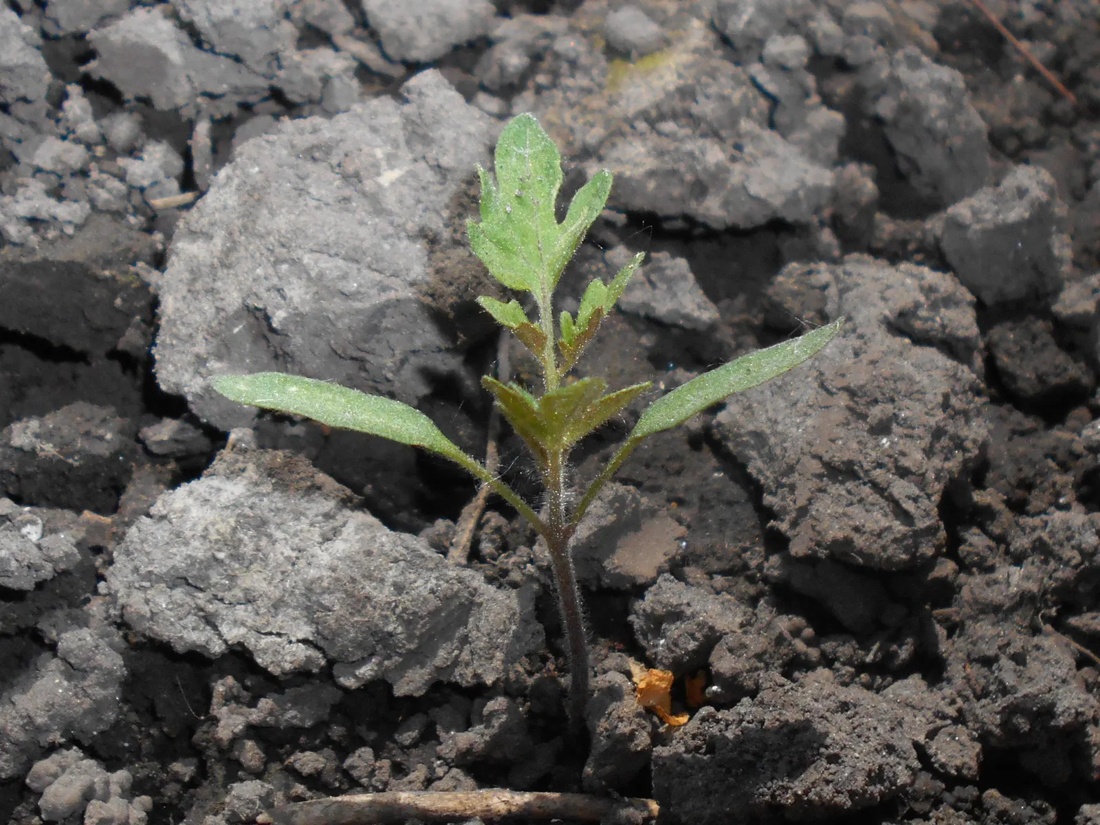 Cherry Tomato (Solanum Lycopersicum Var. Cerasiforme) — Space plants 24-36 inches apart for optimal growth; cherry Tomato (Solanum lycopersicum var, image 86