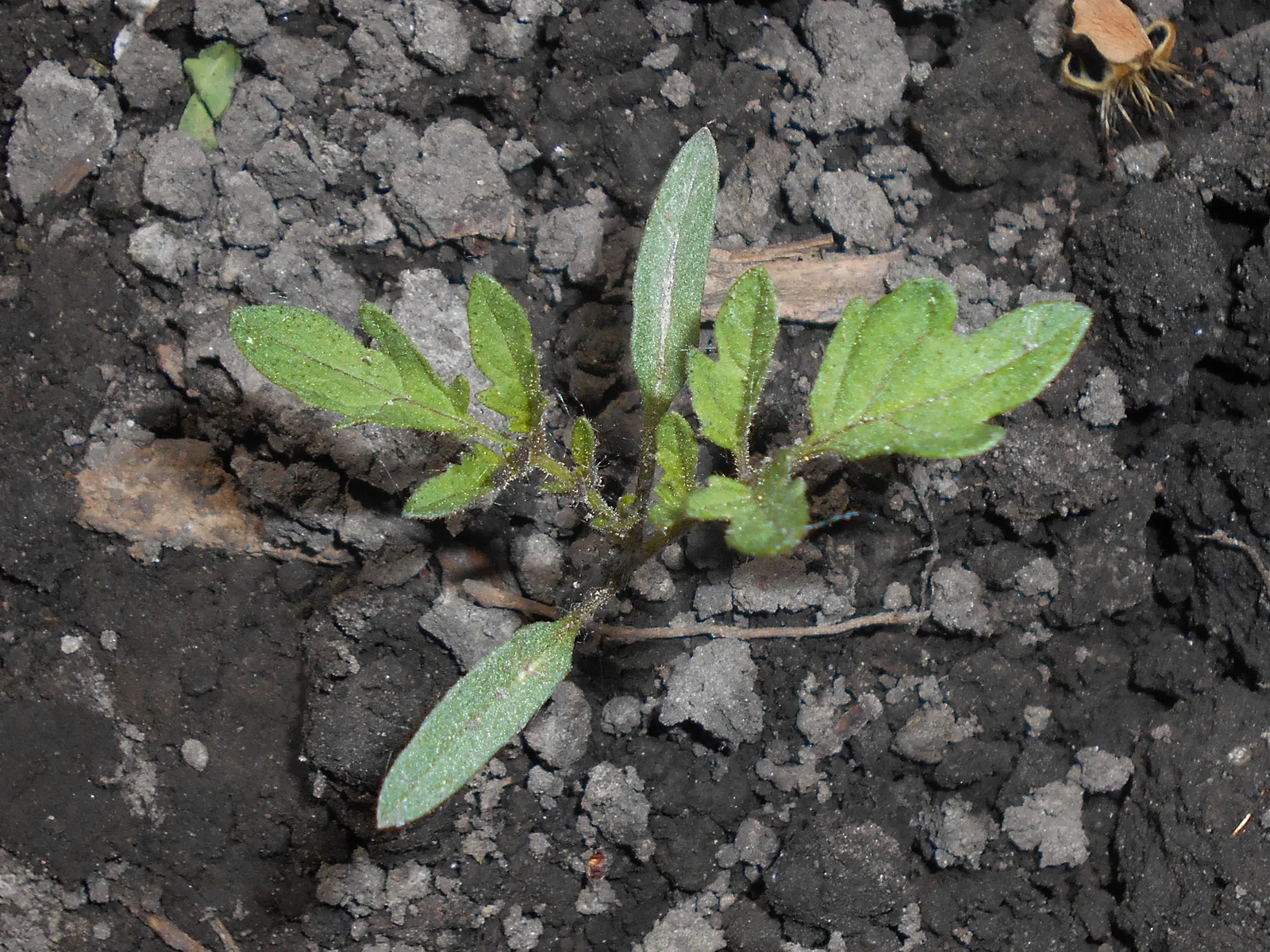 Cherry Tomato (Solanum Lycopersicum Var. Cerasiforme) — the Cherry Tomato sets itself apart with fruit that is typically about 1-1.5 inches in, image 65