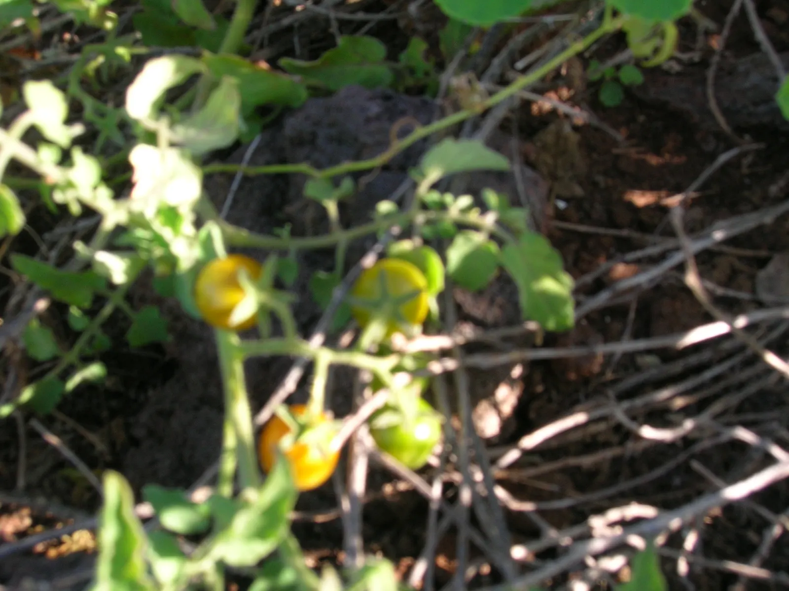 Cherry Tomato (Solanum Lycopersicum Var. Cerasiforme) — Though it shares lineage with larger varieties; thriving in well-drained soil and full sun, image 90