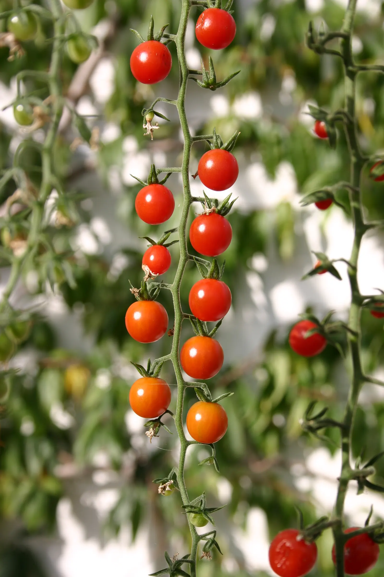 Cherry Tomato (Solanum Lycopersicum Var. Cerasiforme) — reaching heights of 4 to 6 feet