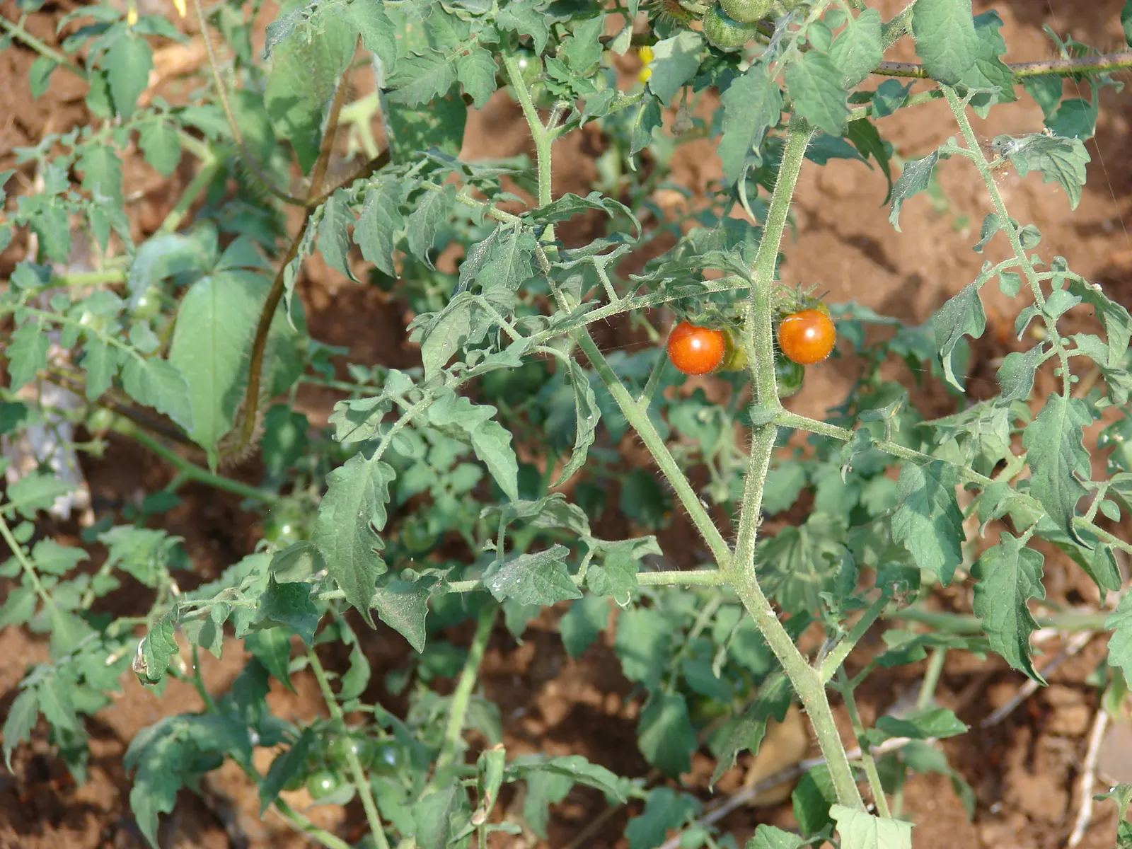 Cherry Tomato (Solanum Lycopersicum Var. Cerasiforme) — Thriving in well-drained soil and full sun; with suitable staking or caging