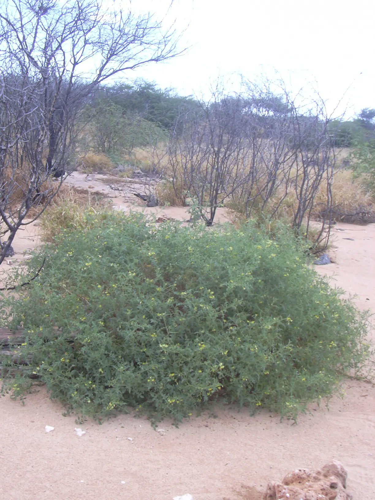 Cherry Tomato (Solanum Lycopersicum Var. Cerasiforme) — It matures relatively quickly, reaching fruit-bearing readiness roughly 60 to 70 days, image 43