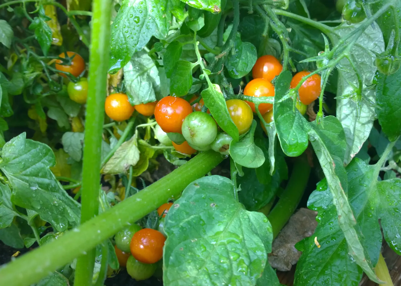 Cherry Tomato (Solanum Lycopersicum Var. Cerasiforme) — The Cherry Tomato, or Solanum lycopersicum var