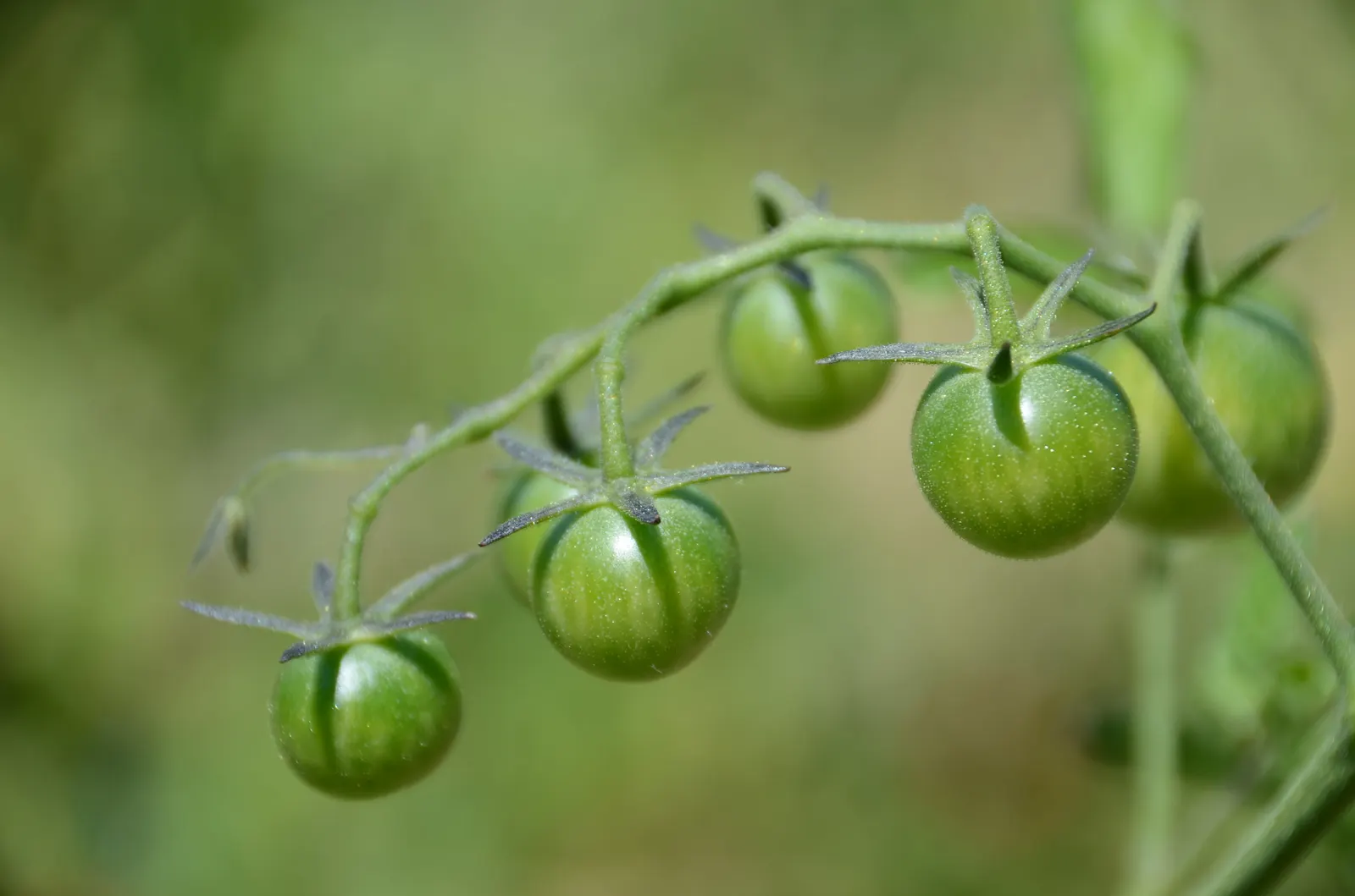 Cherry Tomato (Solanum Lycopersicum Var. Cerasiforme) — tangy flavor to the landscape palette