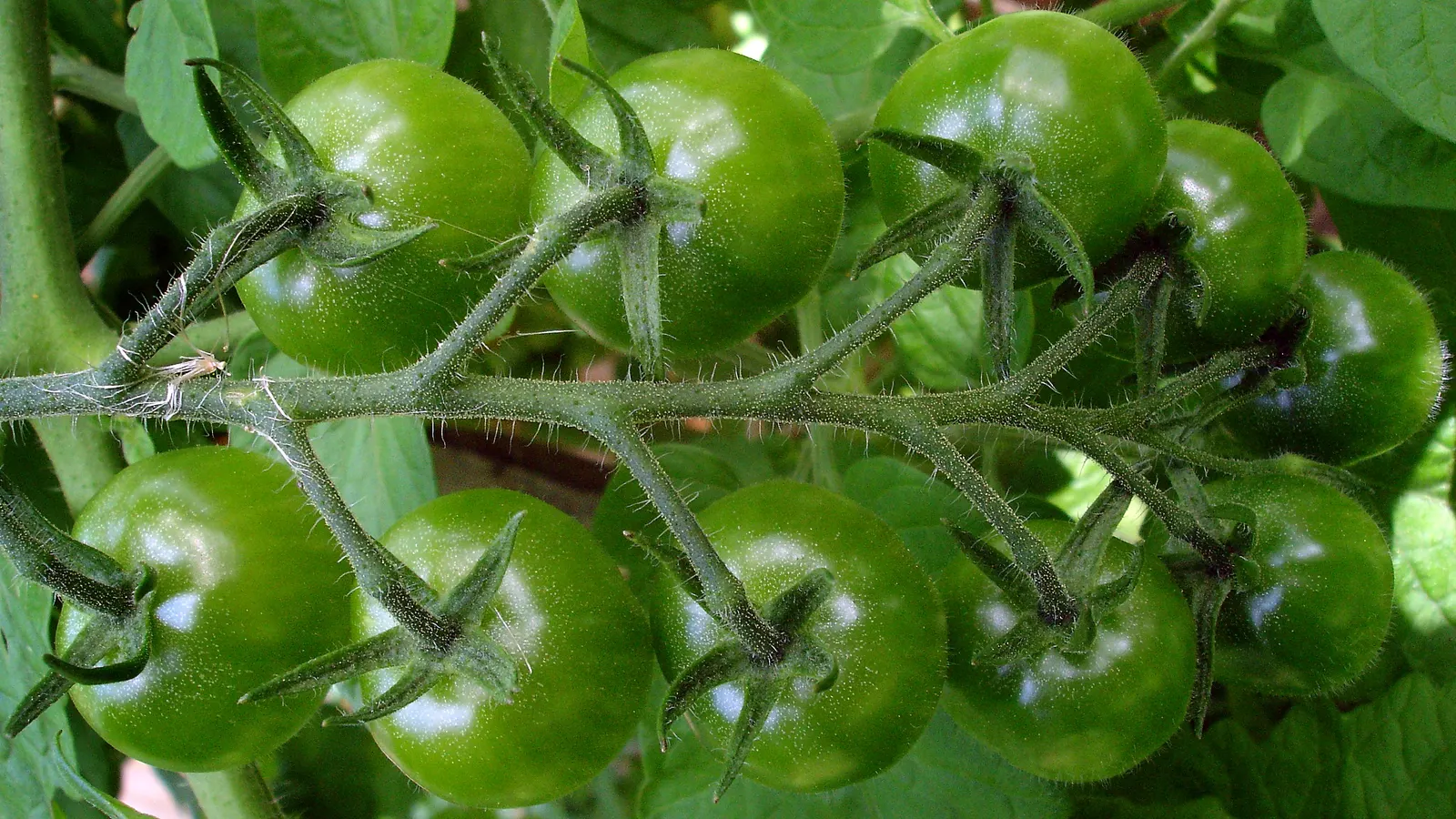 Cherry Tomato (Solanum Lycopersicum Var. Cerasiforme) — It matures relatively quickly, reaching fruit-bearing readiness roughly 60 to 70 days post-planting