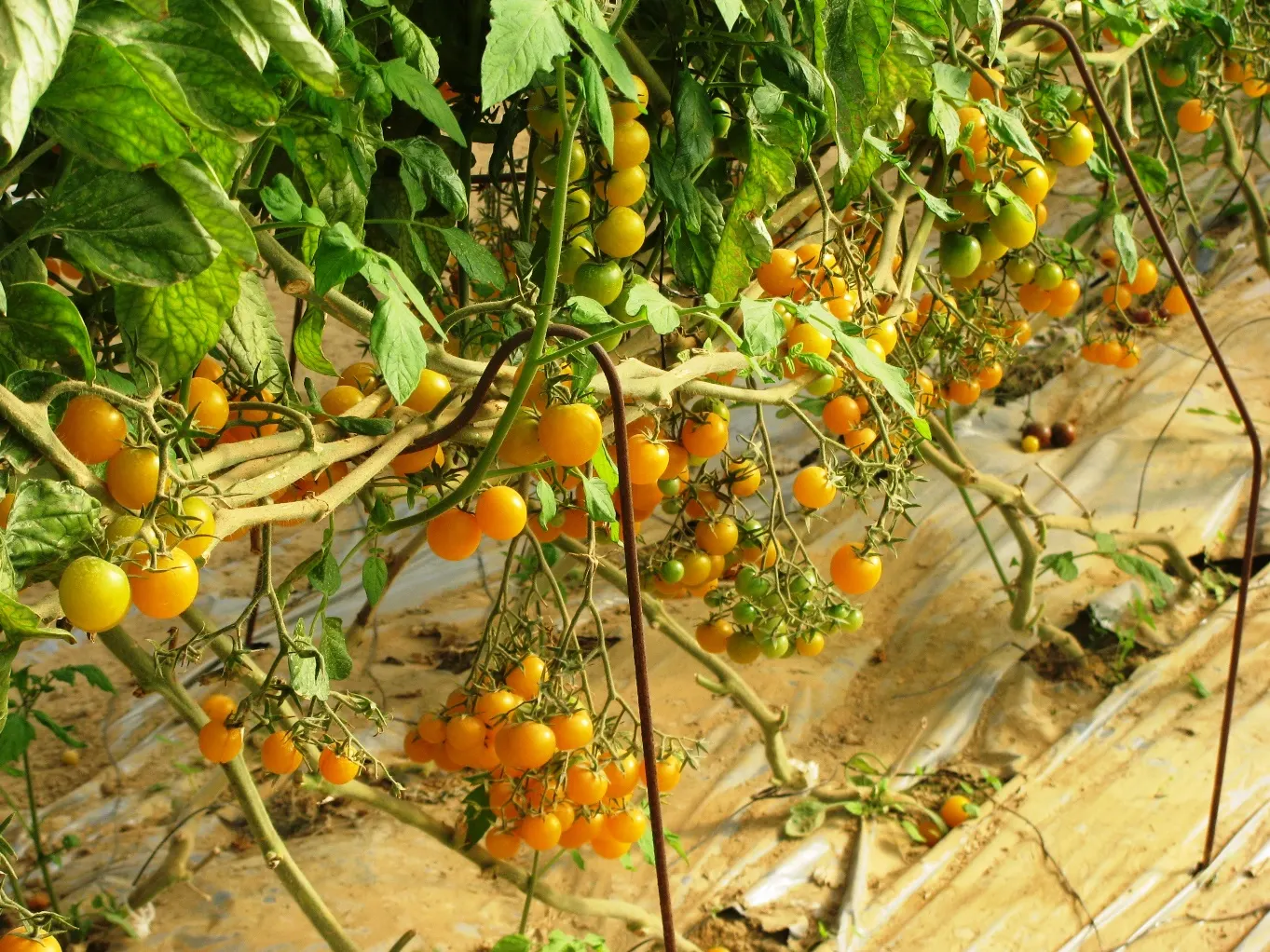 Cherry Tomato (Solanum Lycopersicum Var. Cerasiforme) — reaching heights of 4 to 6 feet; tangy flavor to the landscape palette, image 72