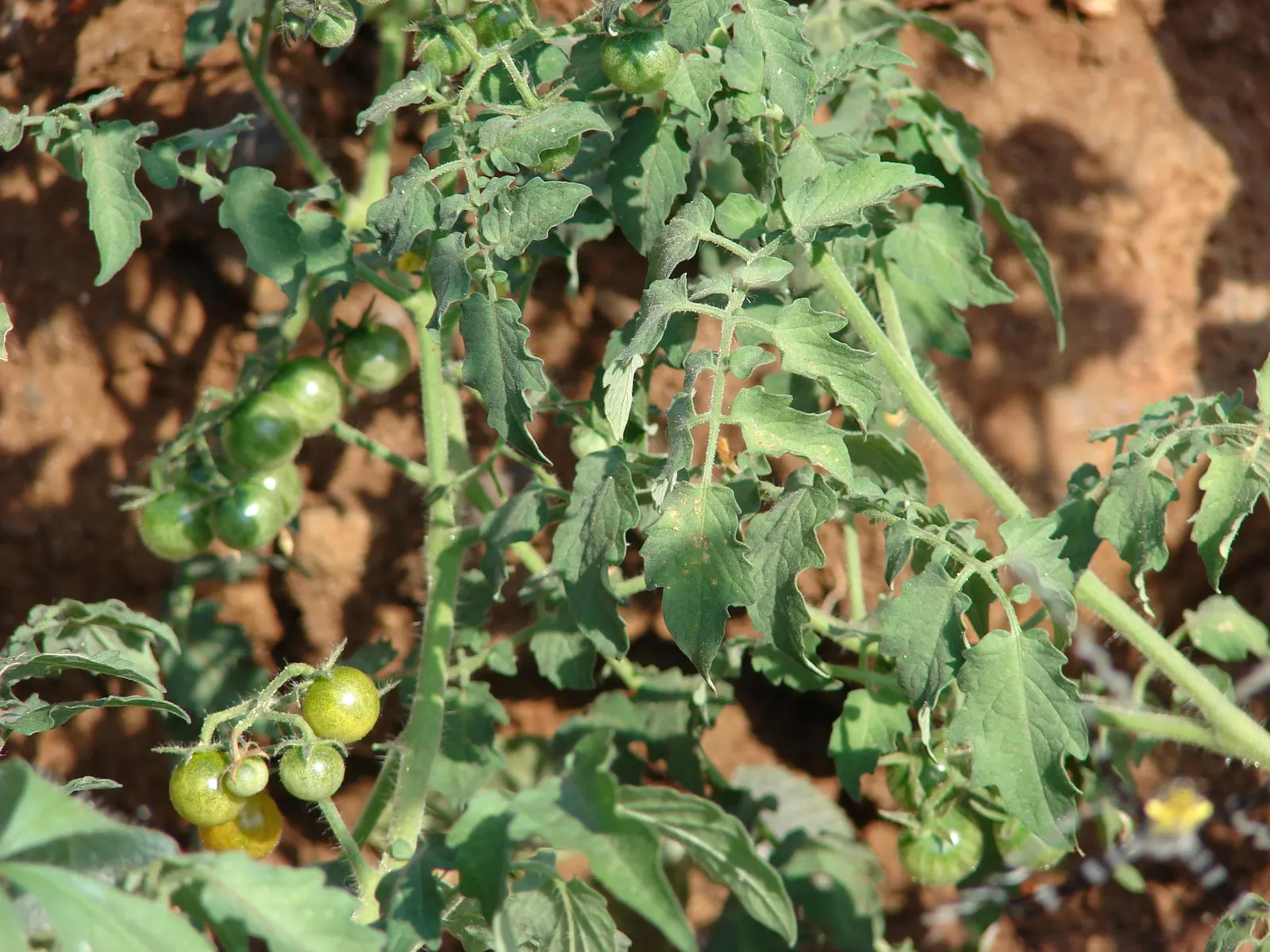 Cherry Tomato (Solanum Lycopersicum Var. Cerasiforme) — its vibrant red tomatoes add a burst of color and sweet; the Cherry Tomato sets itself apart with fruit