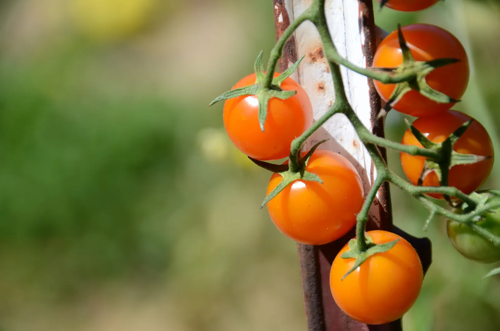 Cherry Tomato (Solanum Lycopersicum Var. Cerasiforme) — this prolific producer flourishes in full sun and well-draining soil