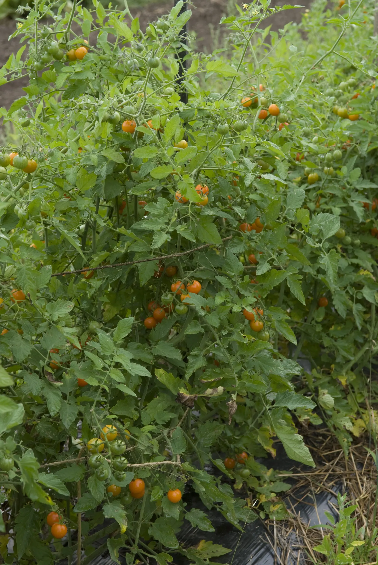Cherry Tomato (Solanum Lycopersicum Var. Cerasiforme) — its vibrant red tomatoes add a burst of color and sweet