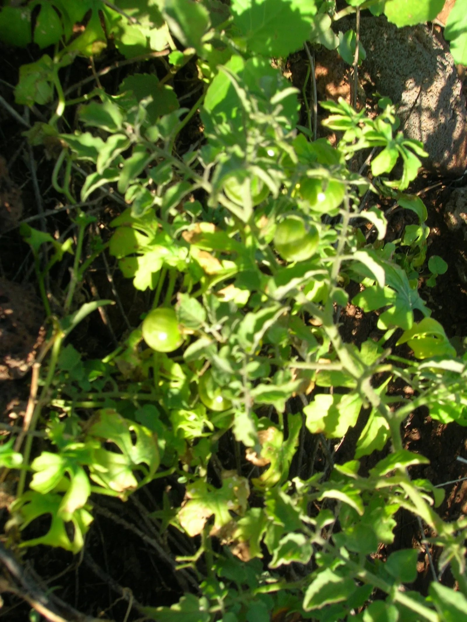 Cherry Tomato (Solanum Lycopersicum Var. Cerasiforme) — vegetable for full or half; ensure a bountiful and wholesome harvest, image 78