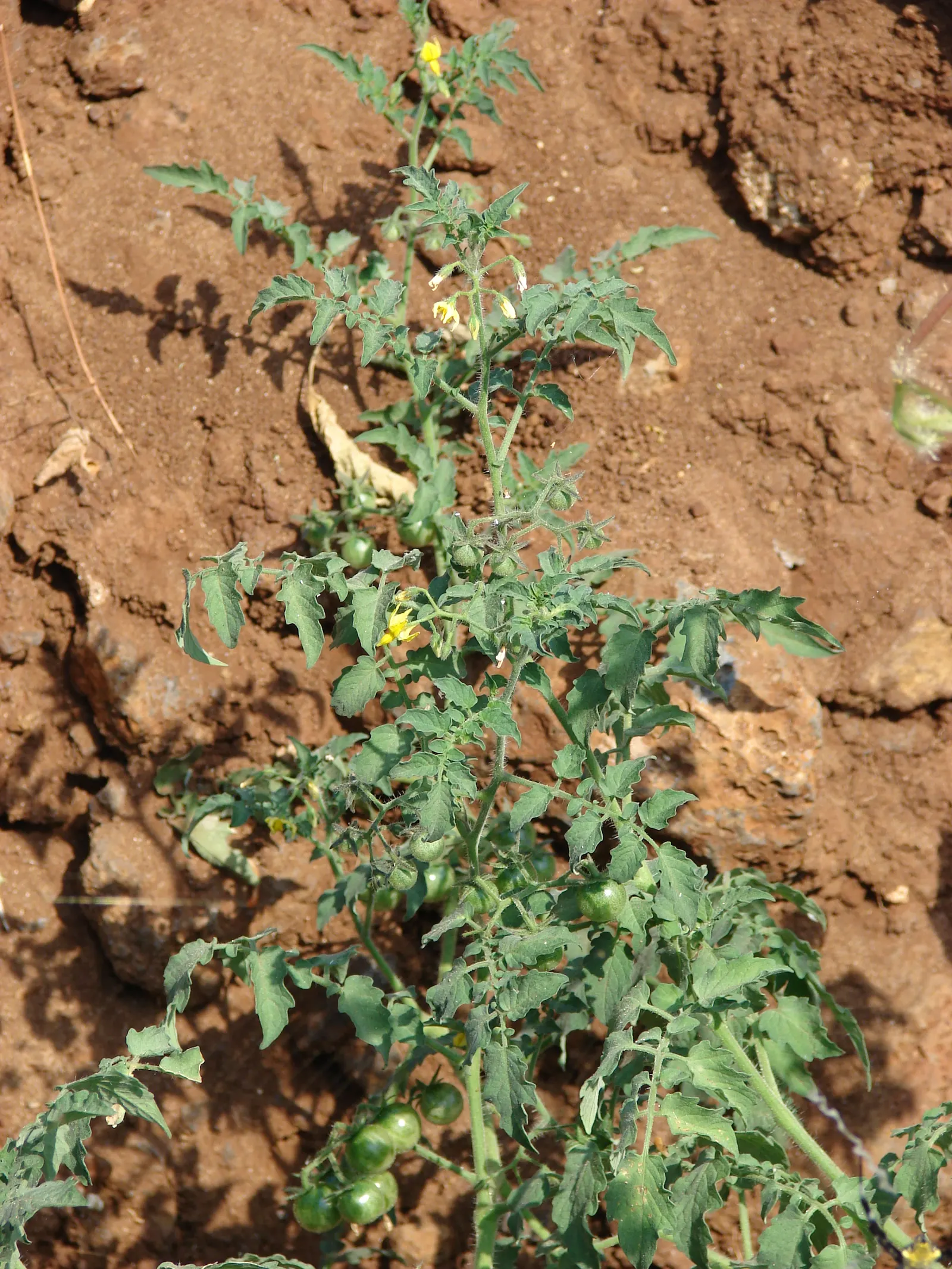 Cherry Tomato (Solanum Lycopersicum Var. Cerasiforme) — this prolific producer offers a bountiful harvest throughout the growing season