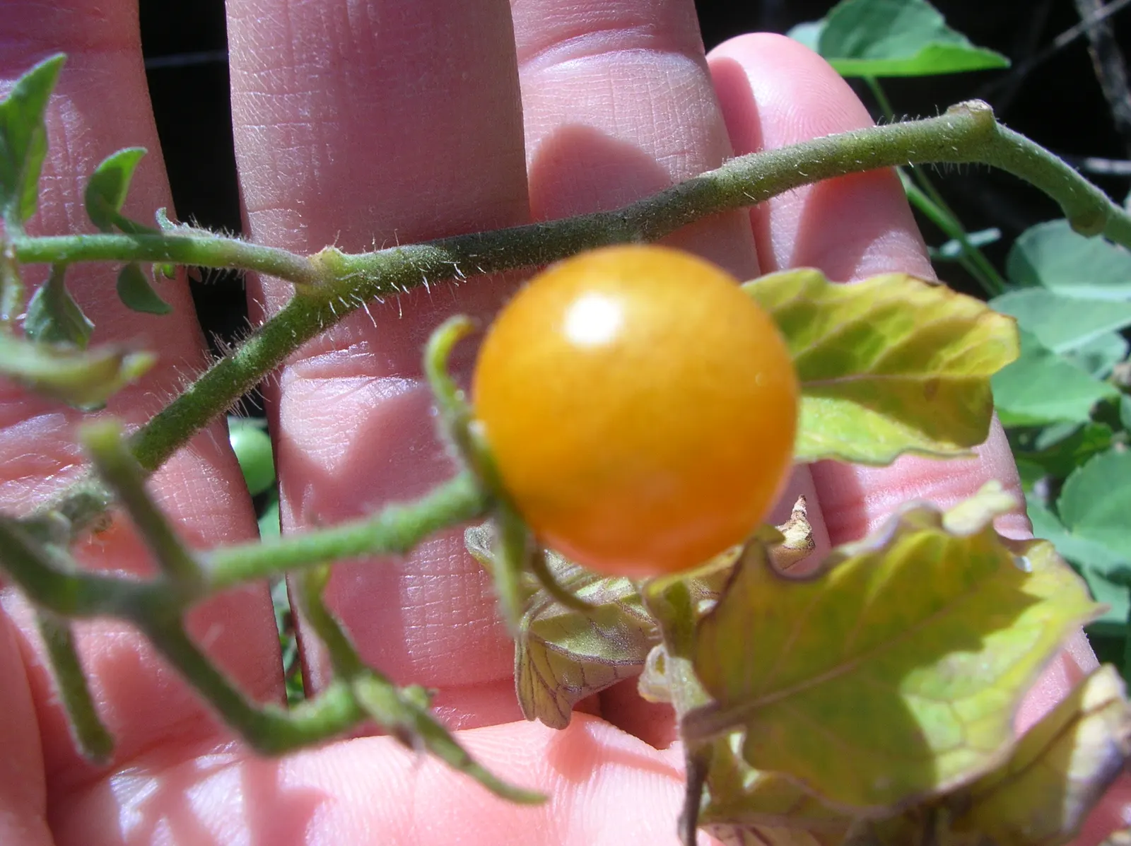 Cherry Tomato (Solanum Lycopersicum Var. Cerasiforme) — vegetable with yellow blooms; accentuating its preference for warmth with an ideal, image 77