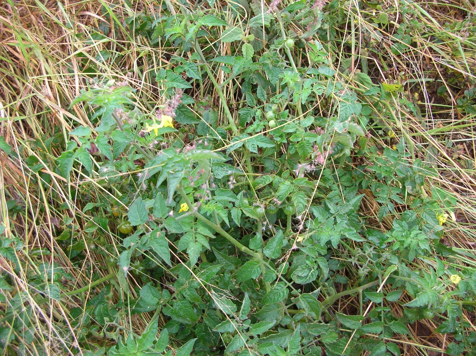 Cherry Tomato (Solanum Lycopersicum Var. Cerasiforme) — revered for its versatility and sweet; coupled with vigilance for common pests and diseases like tomato