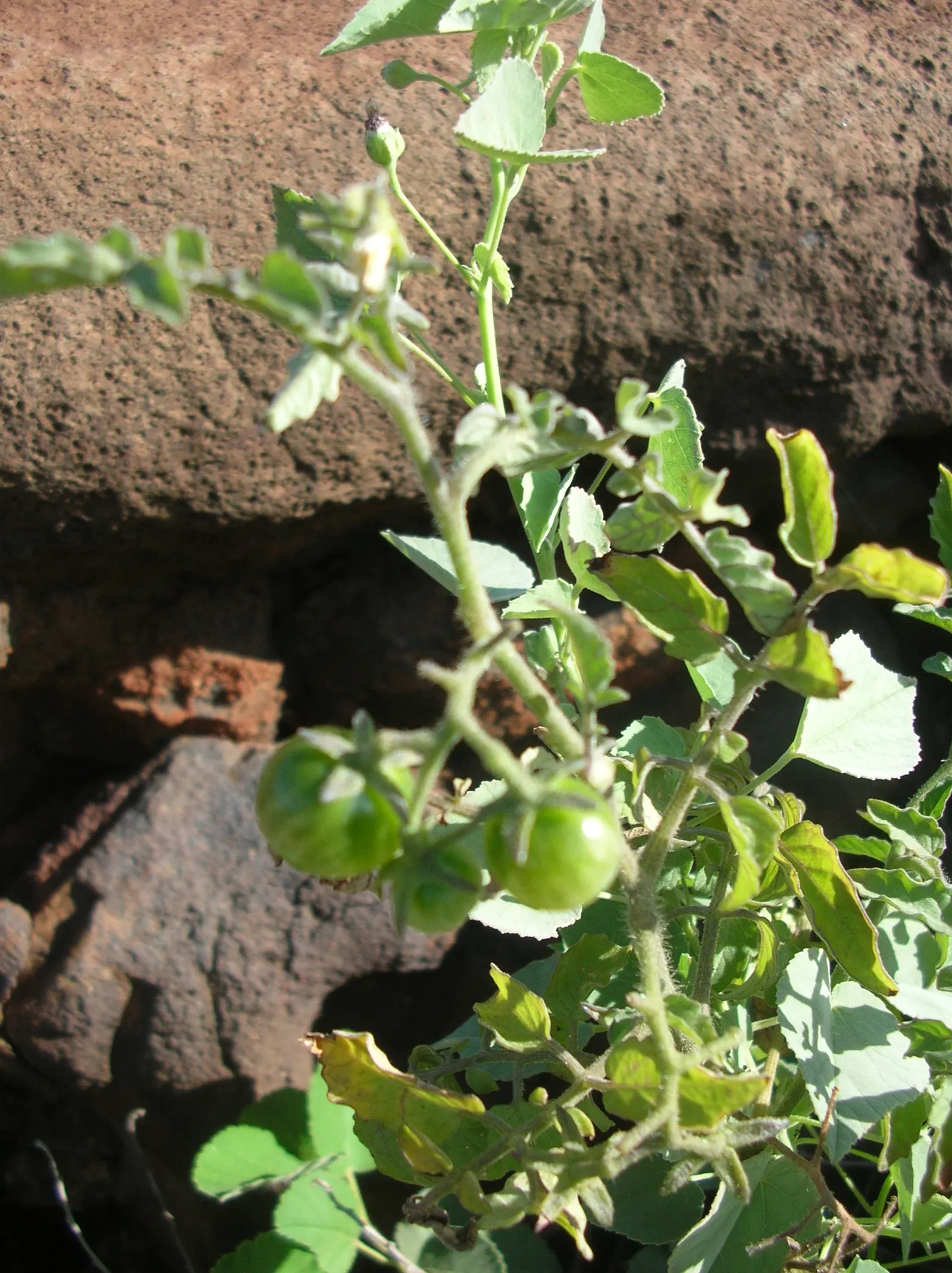 Cherry Tomato (Solanum Lycopersicum Var. Cerasiforme) — Regular watering and fertilization